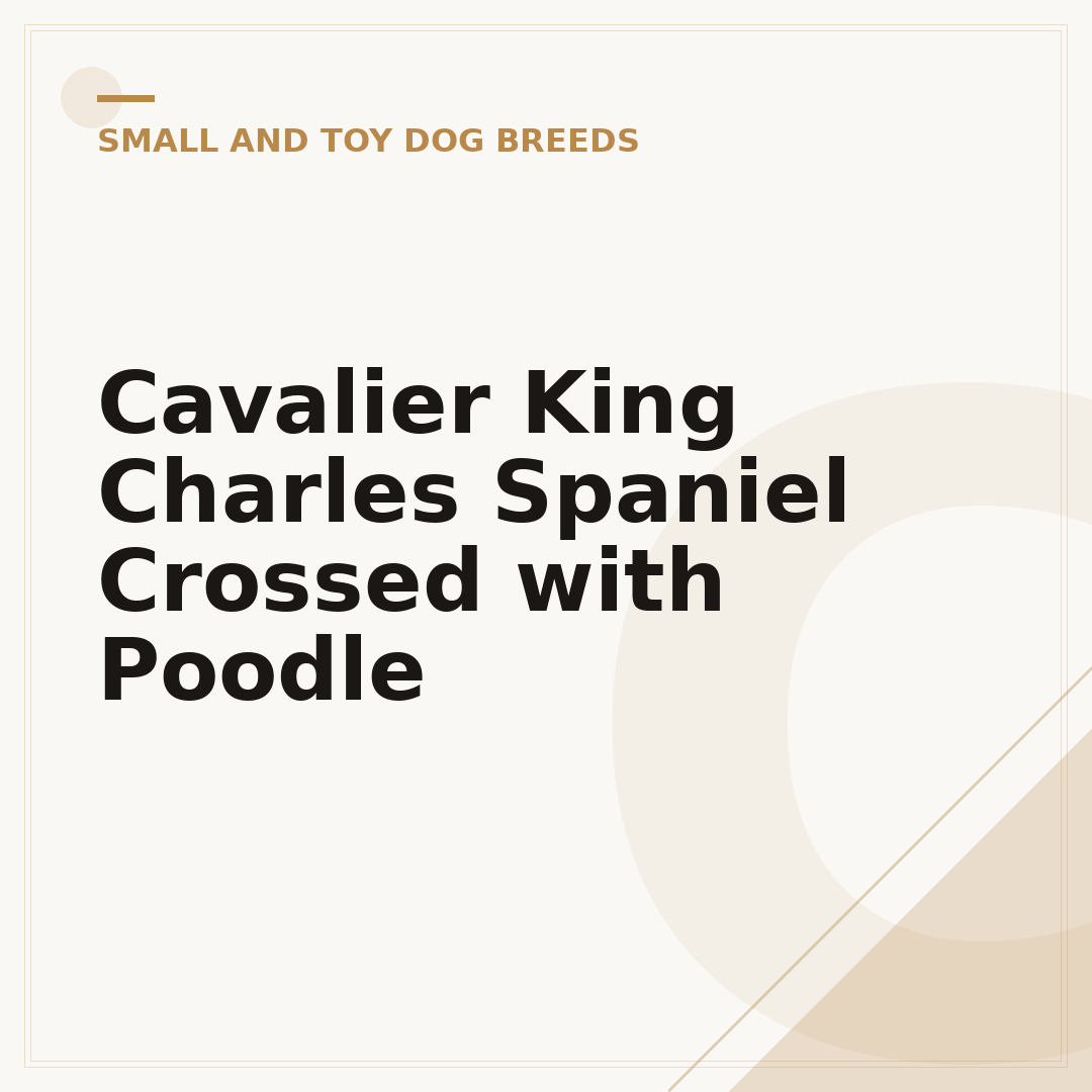 Cavalier King Charles Spaniel Crossed with Poodle
