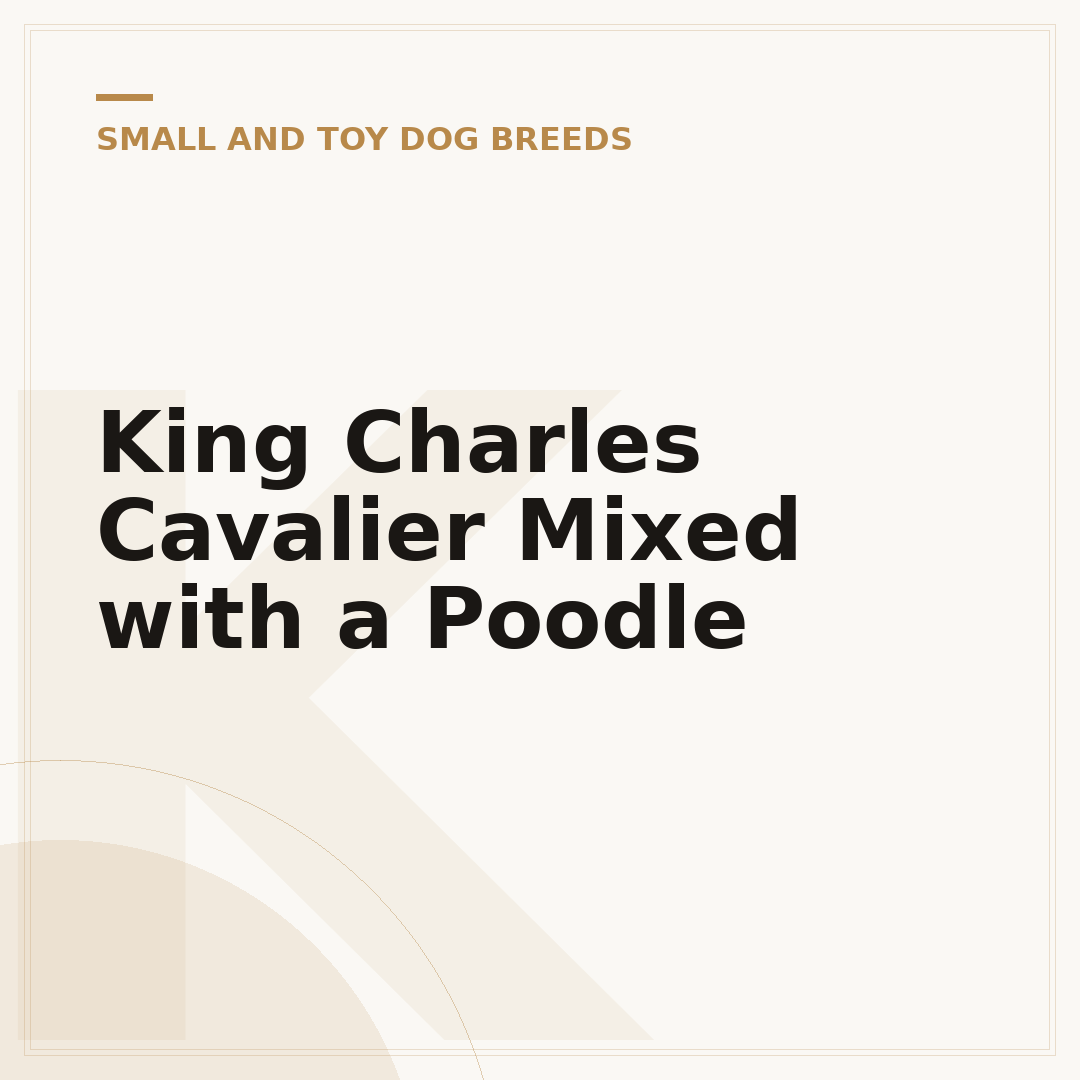 King Charles Cavalier Mixed with a Poodle