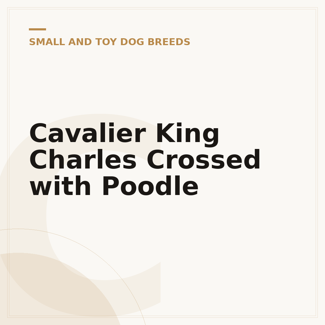 Cavalier King Charles Crossed with Poodle