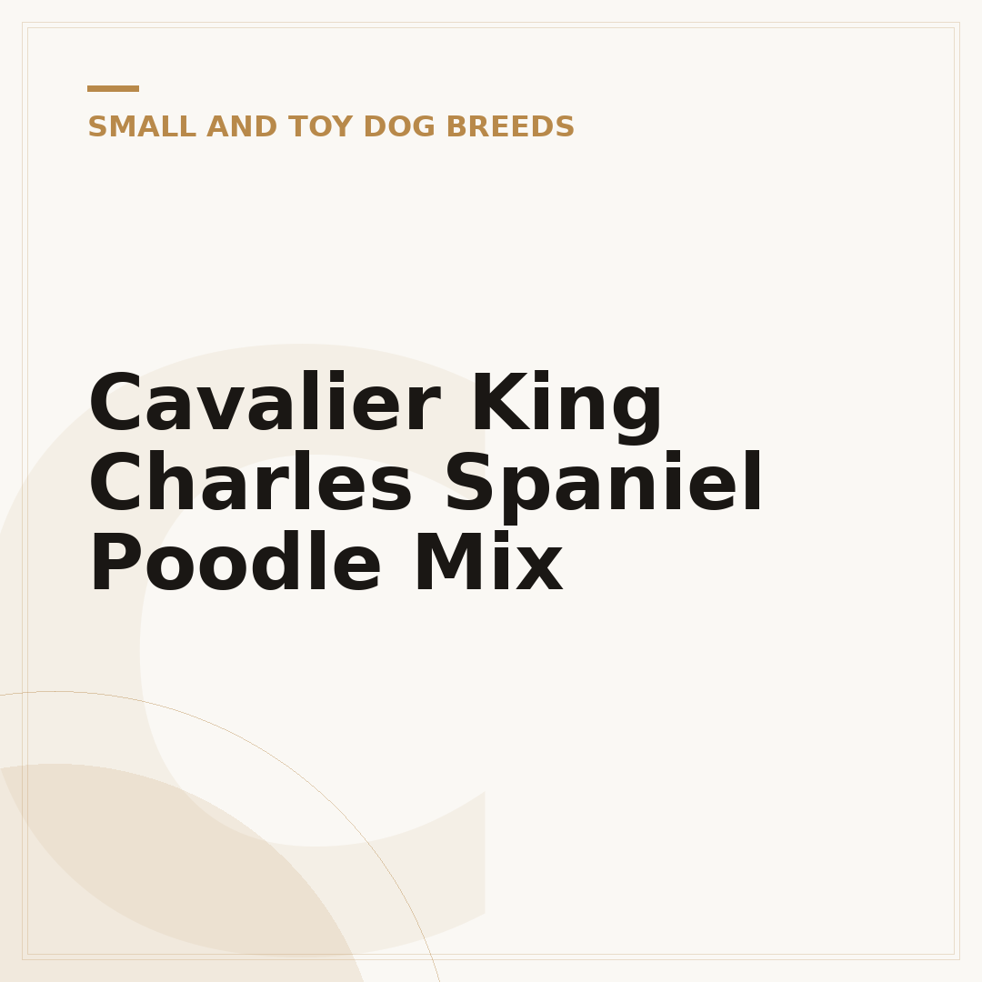 Cavalier King Charles Spaniel Poodle Mix