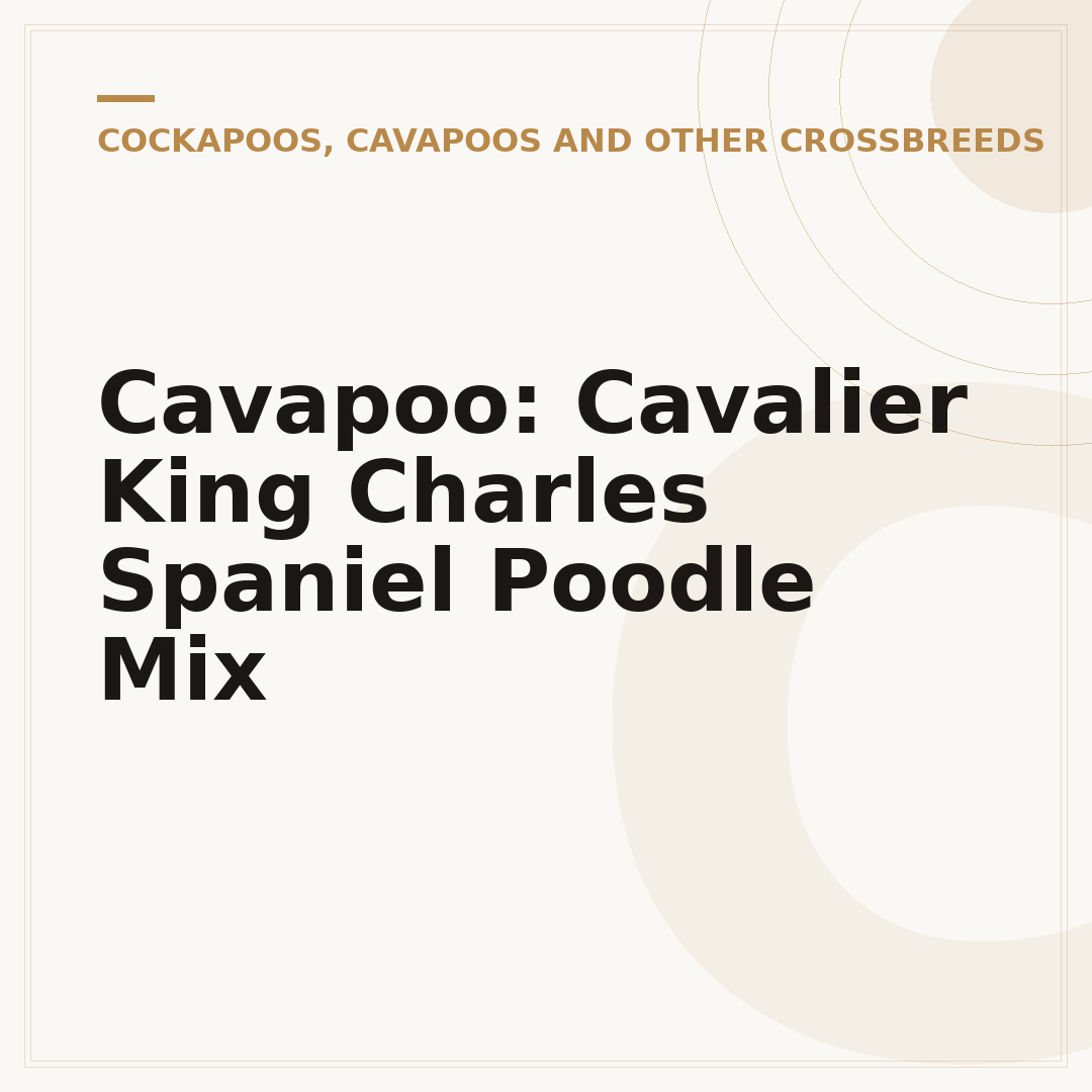 Cavapoo: Cavalier King Charles Spaniel Poodle Mix