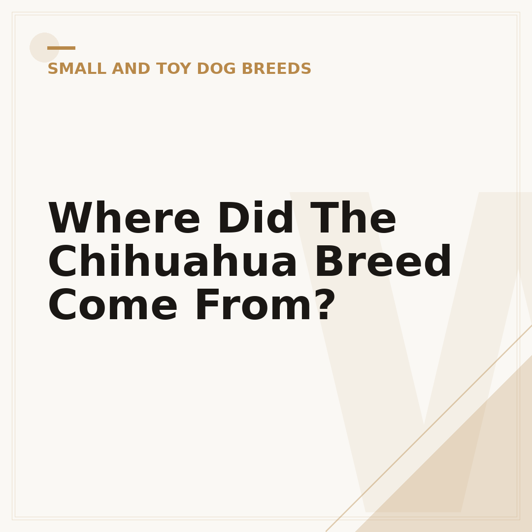 Where Did The Chihuahua Breed Come From?