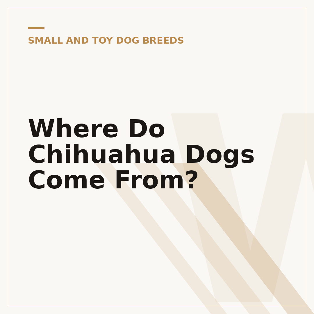 Where Do Chihuahua Dogs Come From?