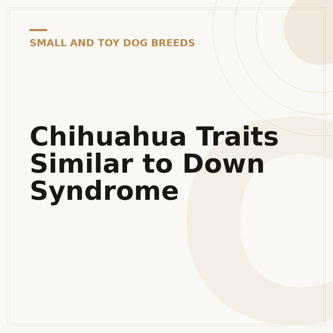 Chihuahua Traits Similar to Down Syndrome