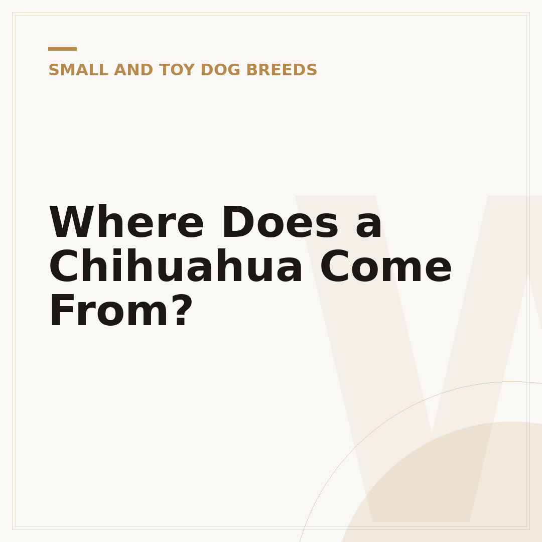 Where Does a Chihuahua Come From?