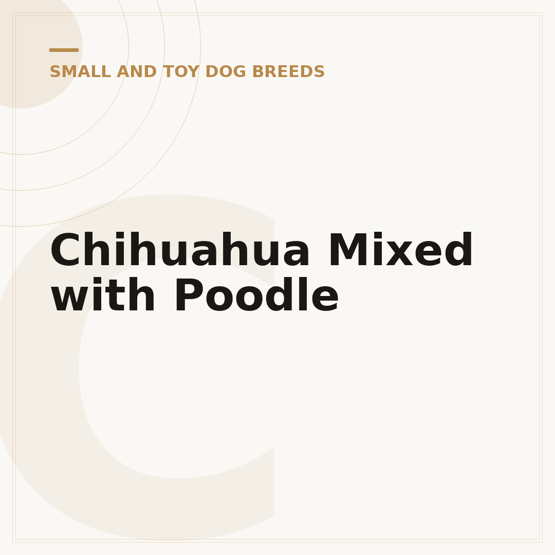 Chihuahua Mixed with Poodle