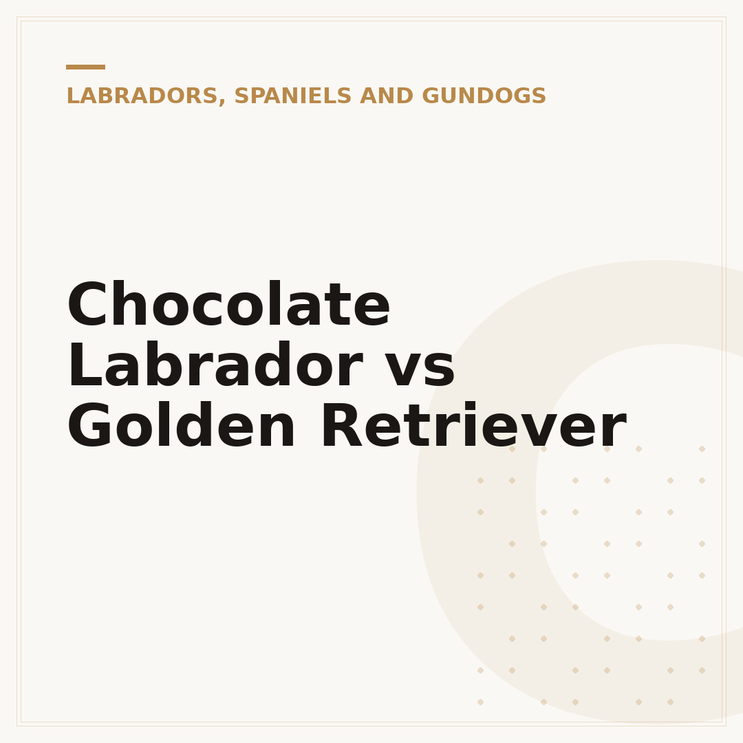 Chocolate Labrador vs Golden Retriever