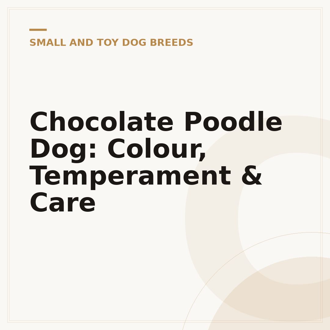 Chocolate Poodle Dog: Colour, Temperament & Care