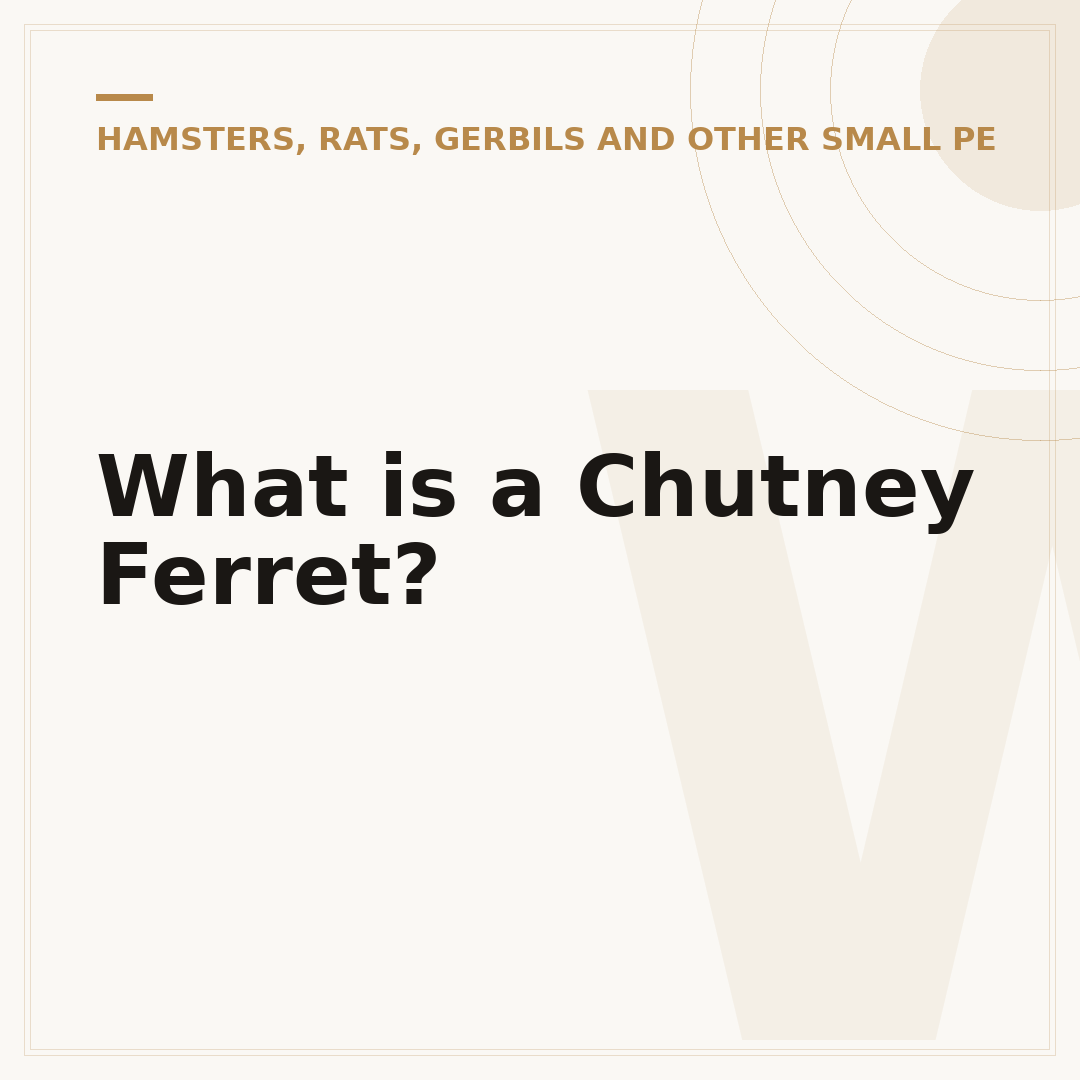 What is a Chutney Ferret?