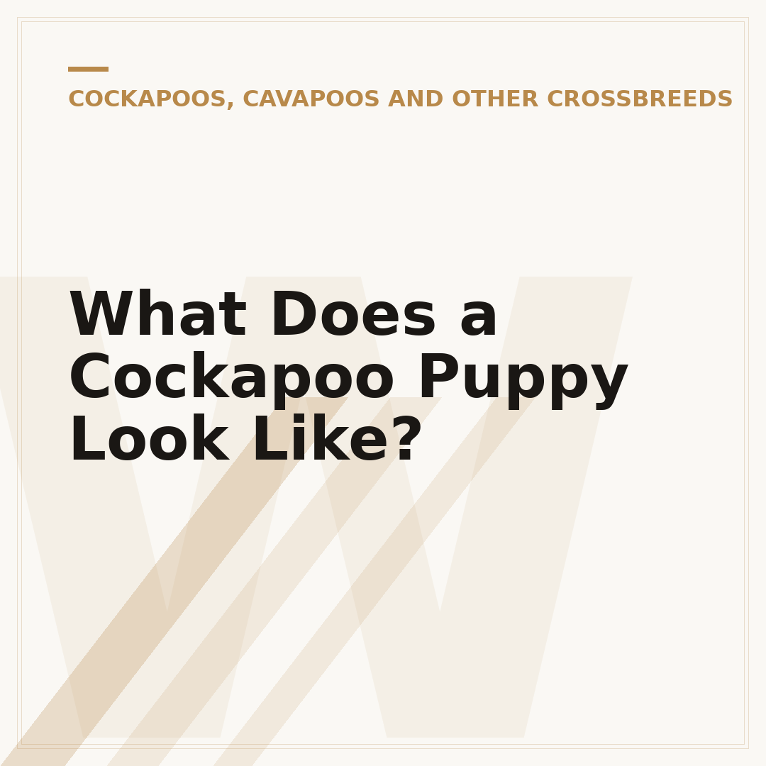 What Does a Cockapoo Puppy Look Like?