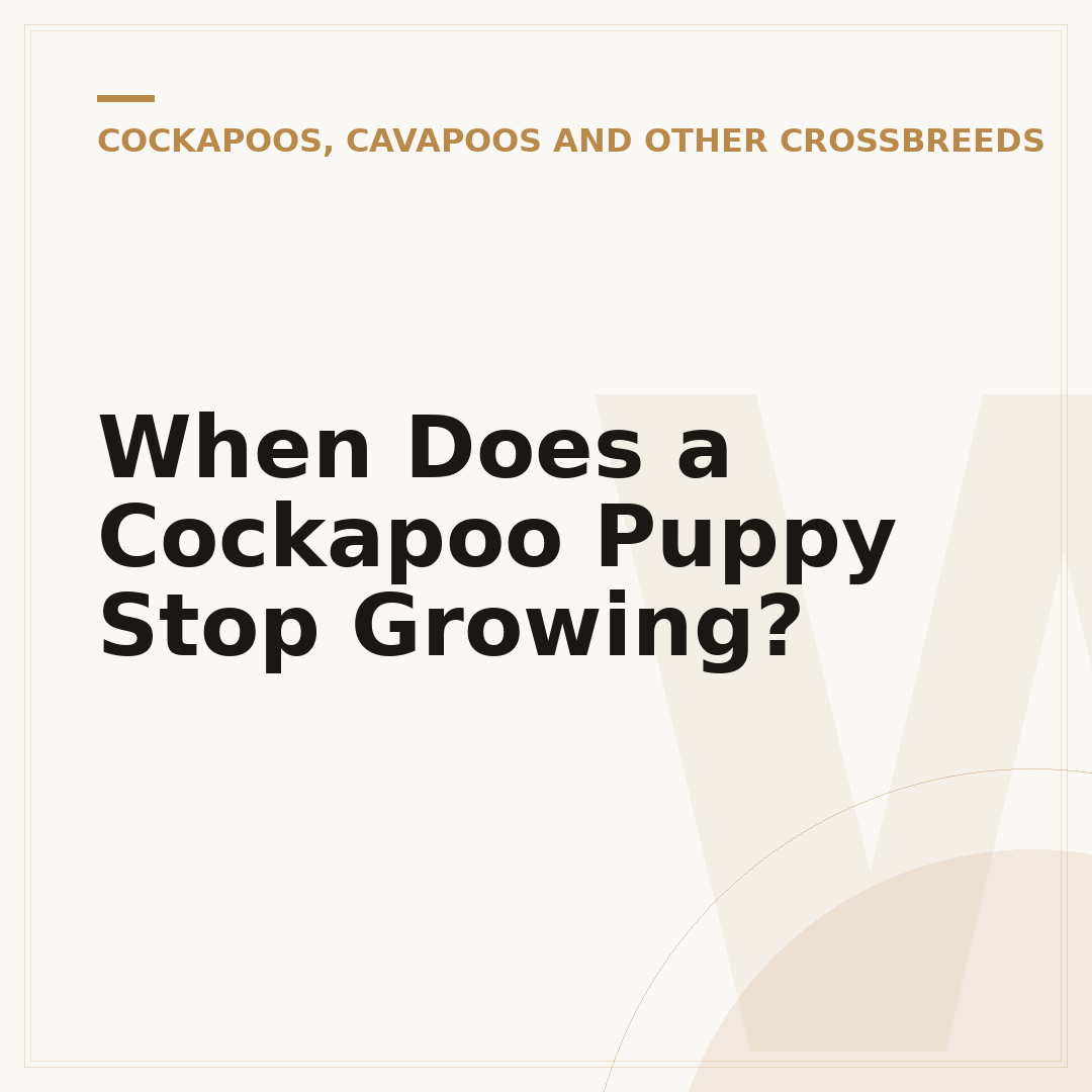 When Does a Cockapoo Puppy Stop Growing?