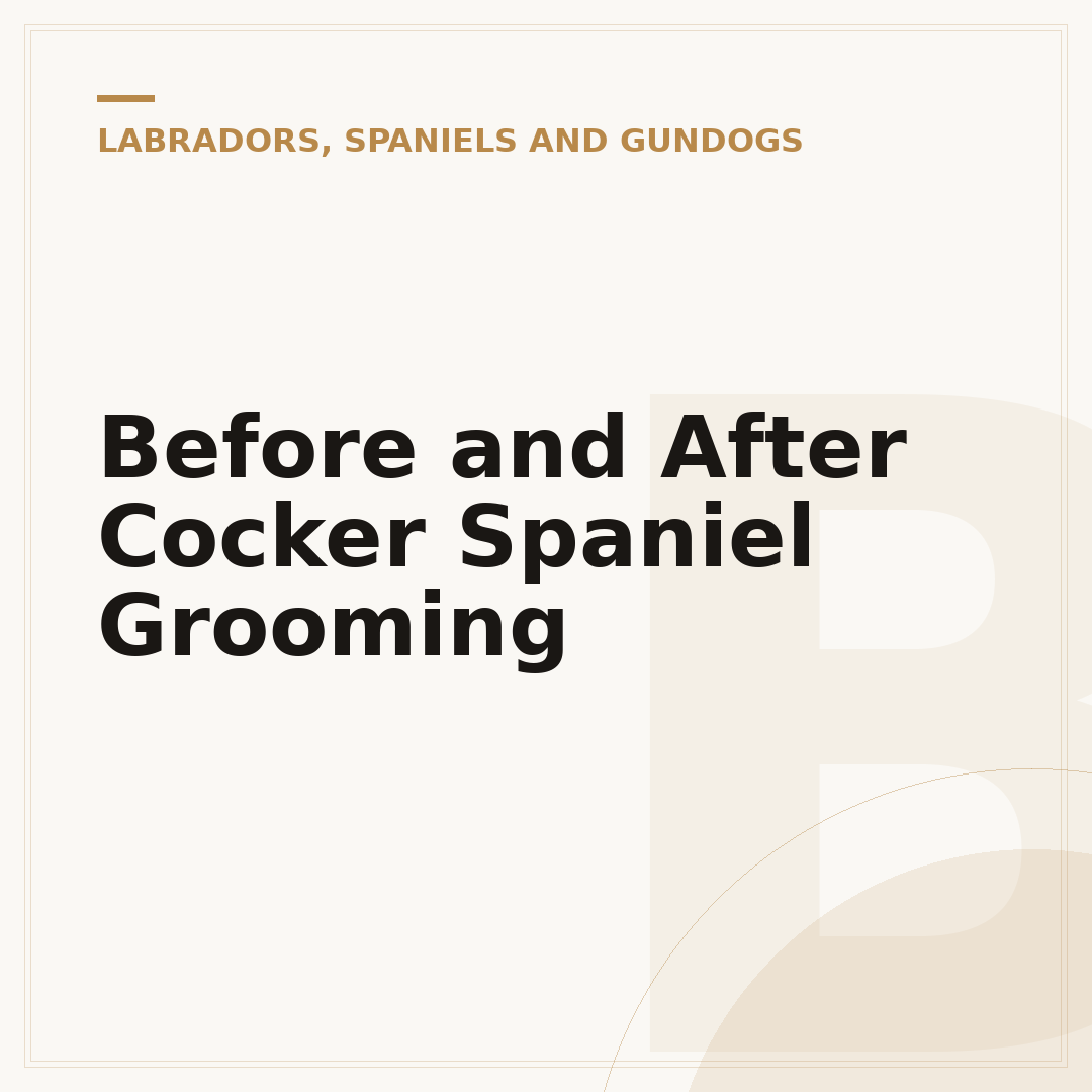 Before and After Cocker Spaniel Grooming