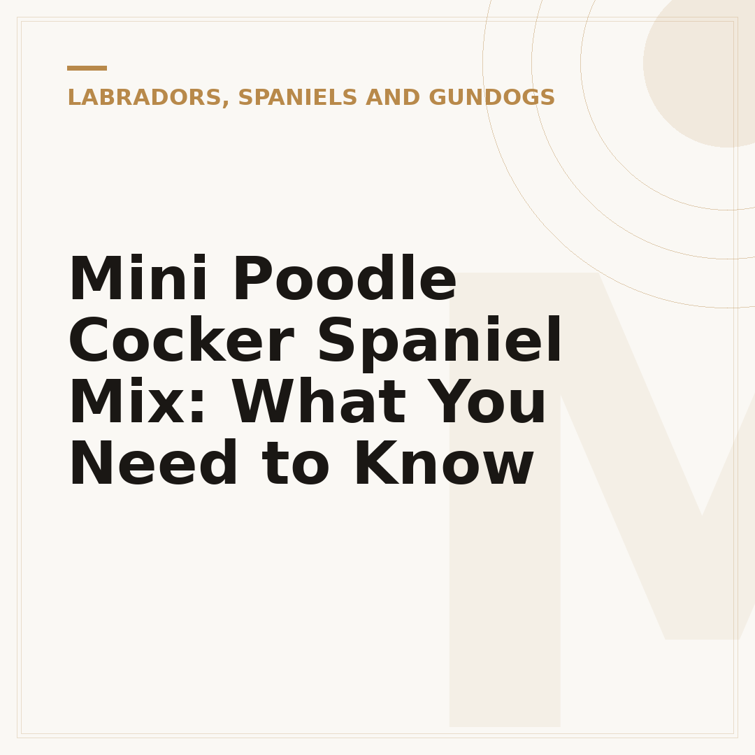 Mini Poodle Cocker Spaniel Mix: What You Need to Know