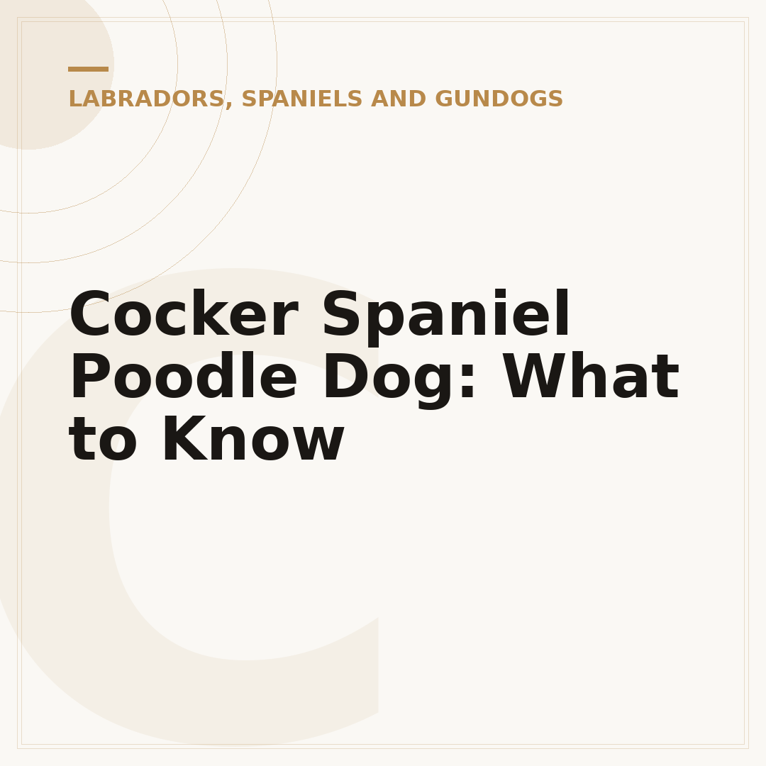 Cocker Spaniel Poodle Dog: What to Know