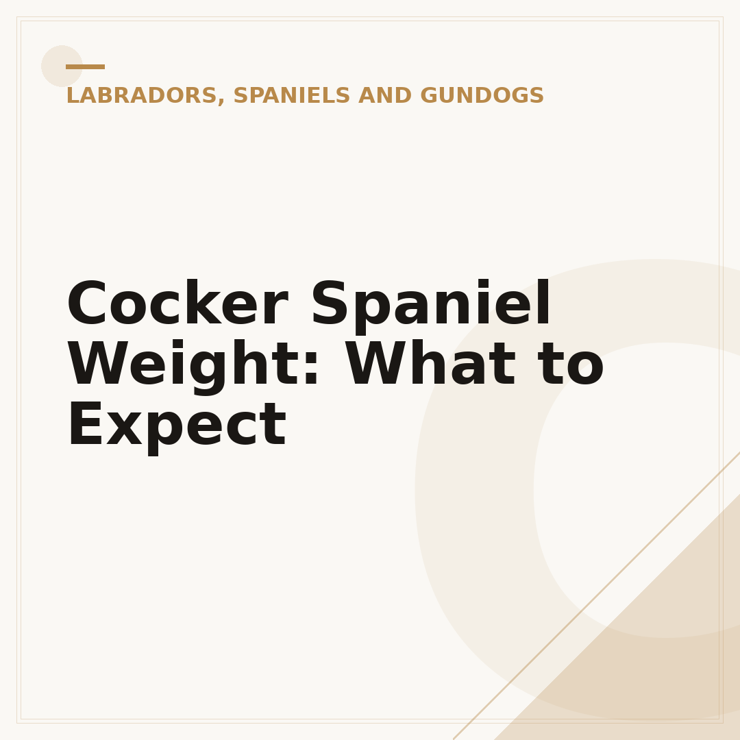 Cocker Spaniel Weight: What to Expect