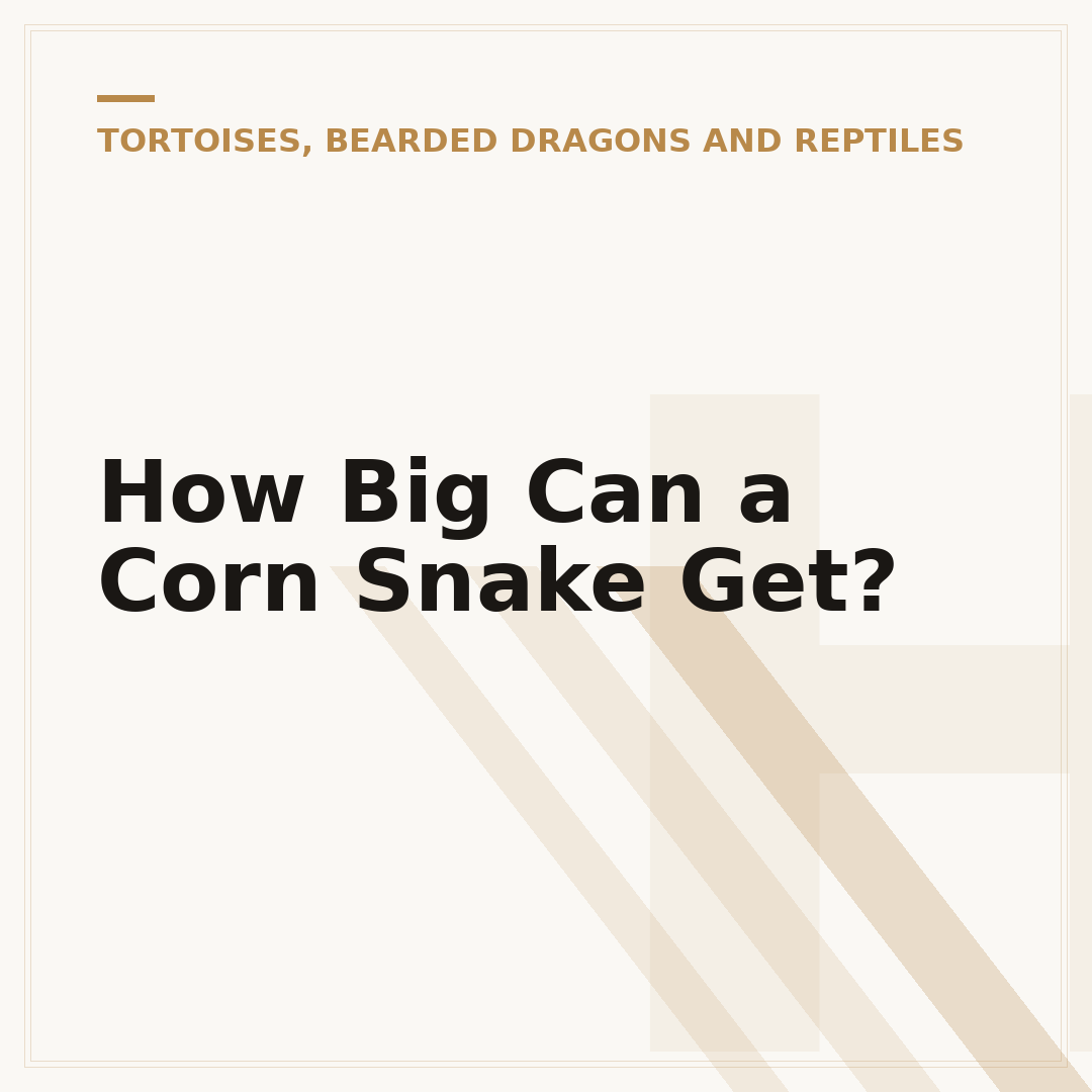 How Big Can a Corn Snake Get?