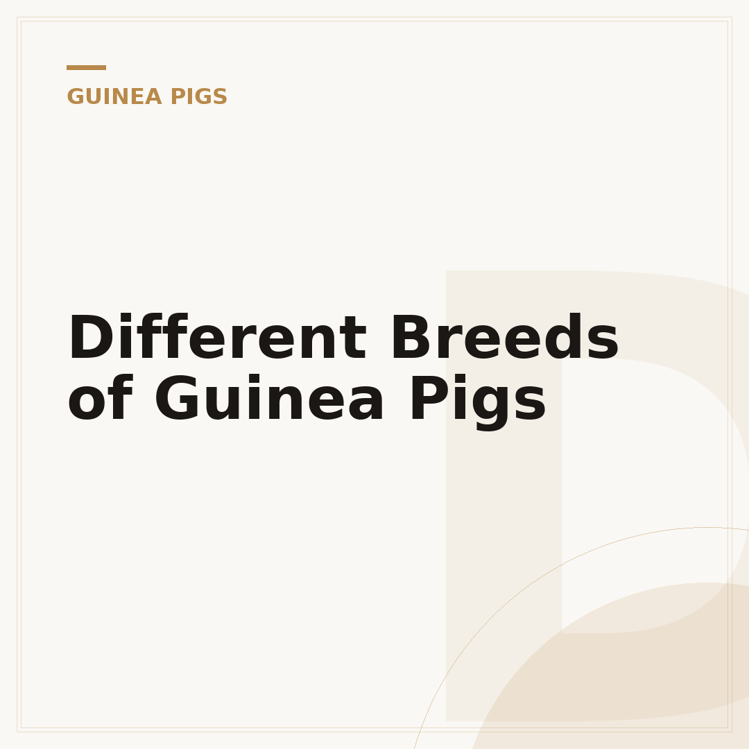Different Breeds of Guinea Pigs