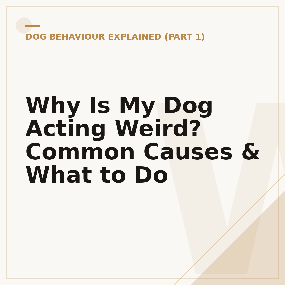 Why Is My Dog Acting Weird? Common Causes & What to Do