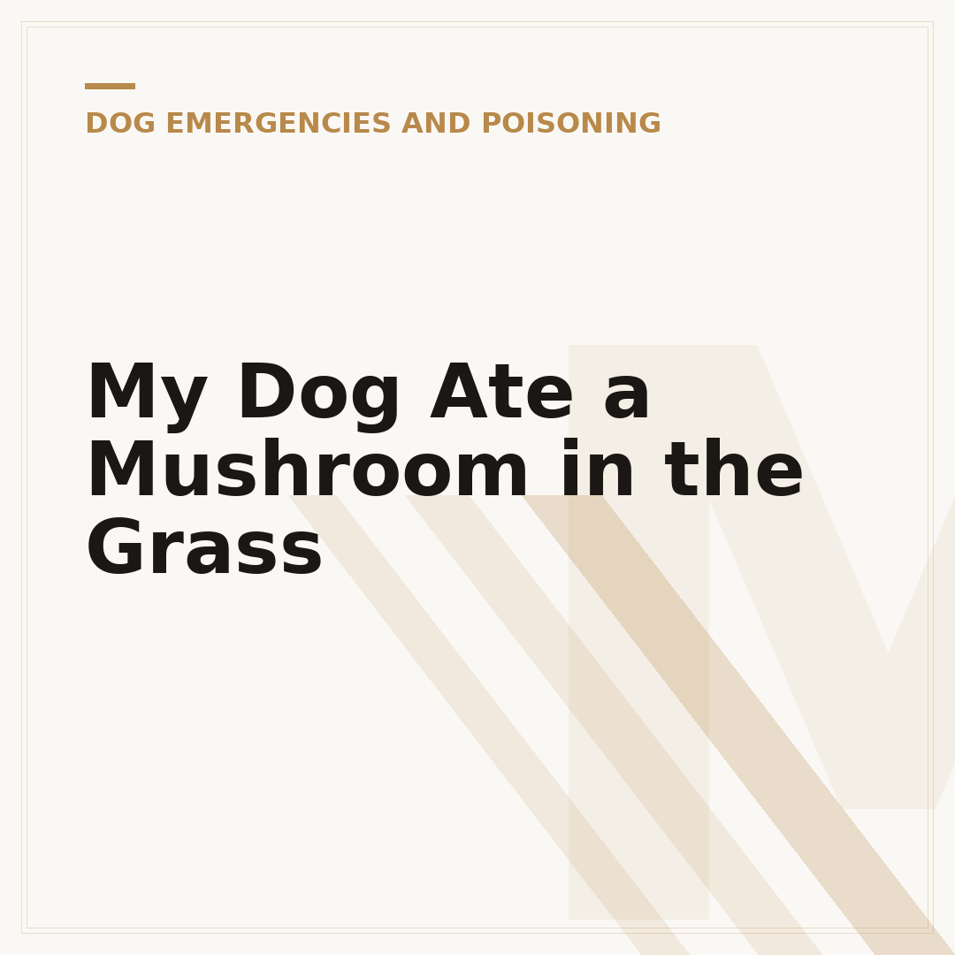 My Dog Ate a Mushroom in the Grass