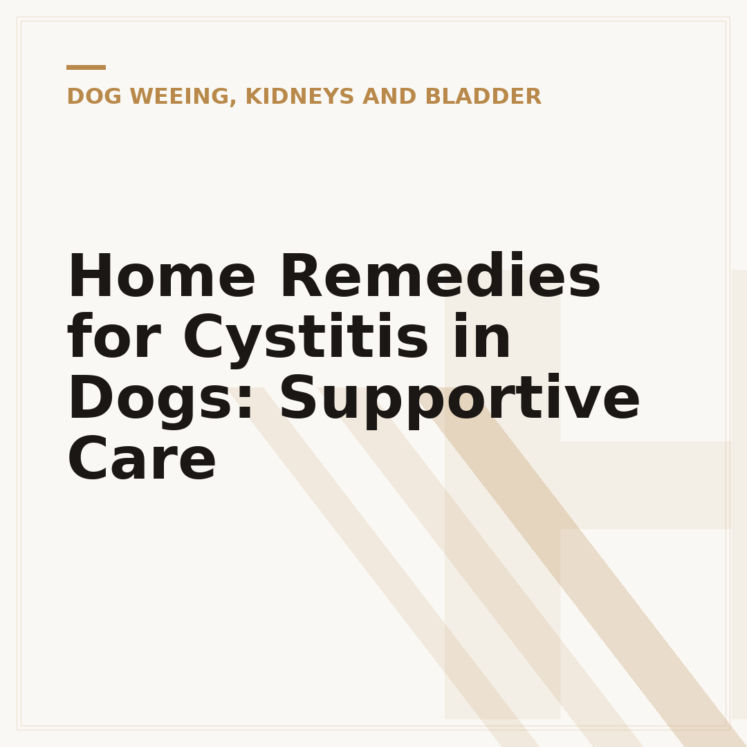 Home Remedies for Cystitis in Dogs: Supportive Care