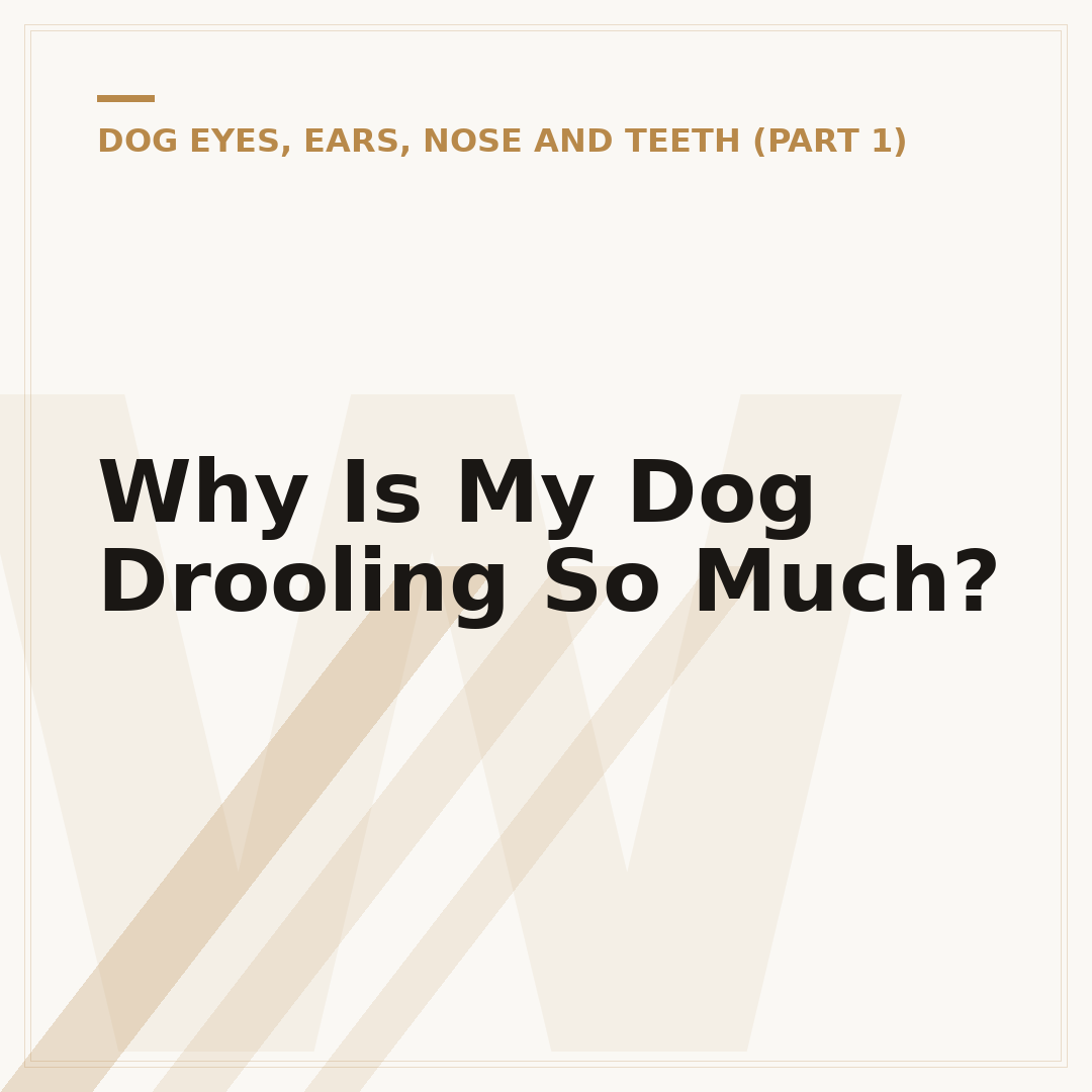 Why Is My Dog Drooling So Much?