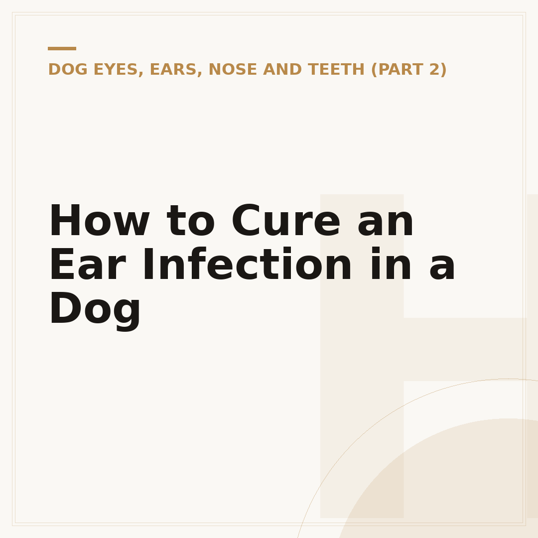 How to Cure an Ear Infection in a Dog