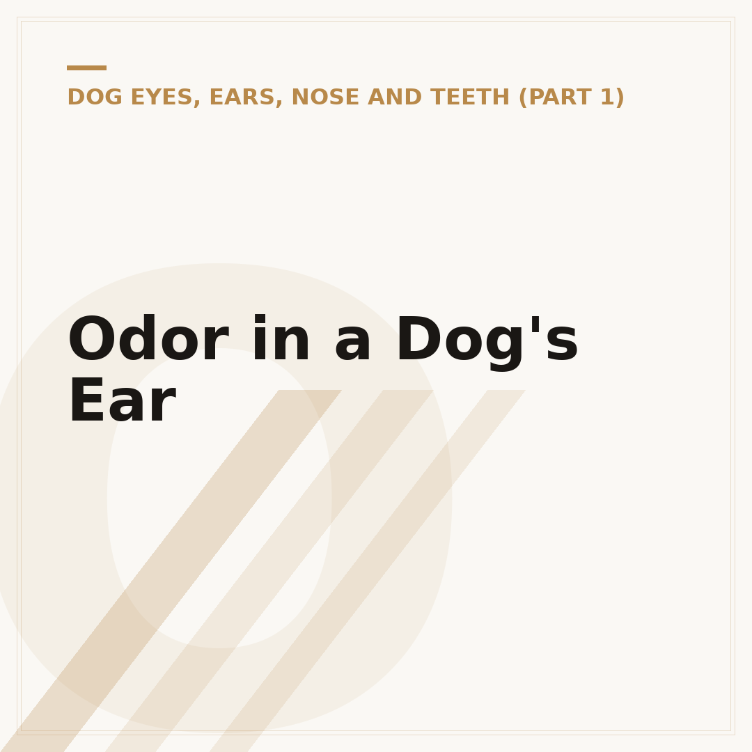 Odor in a Dog's Ear