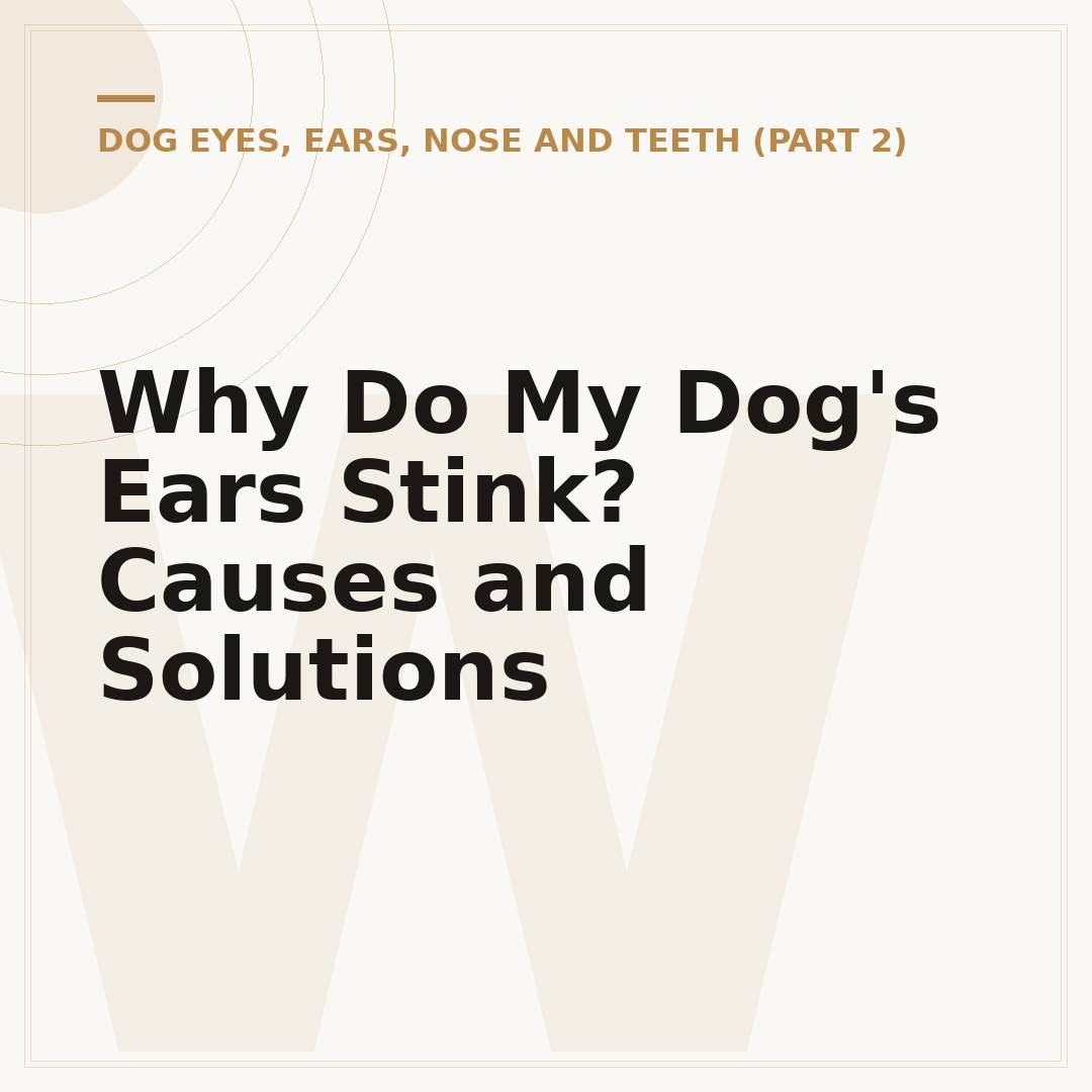 Why Do My Dog's Ears Stink? Causes and Solutions