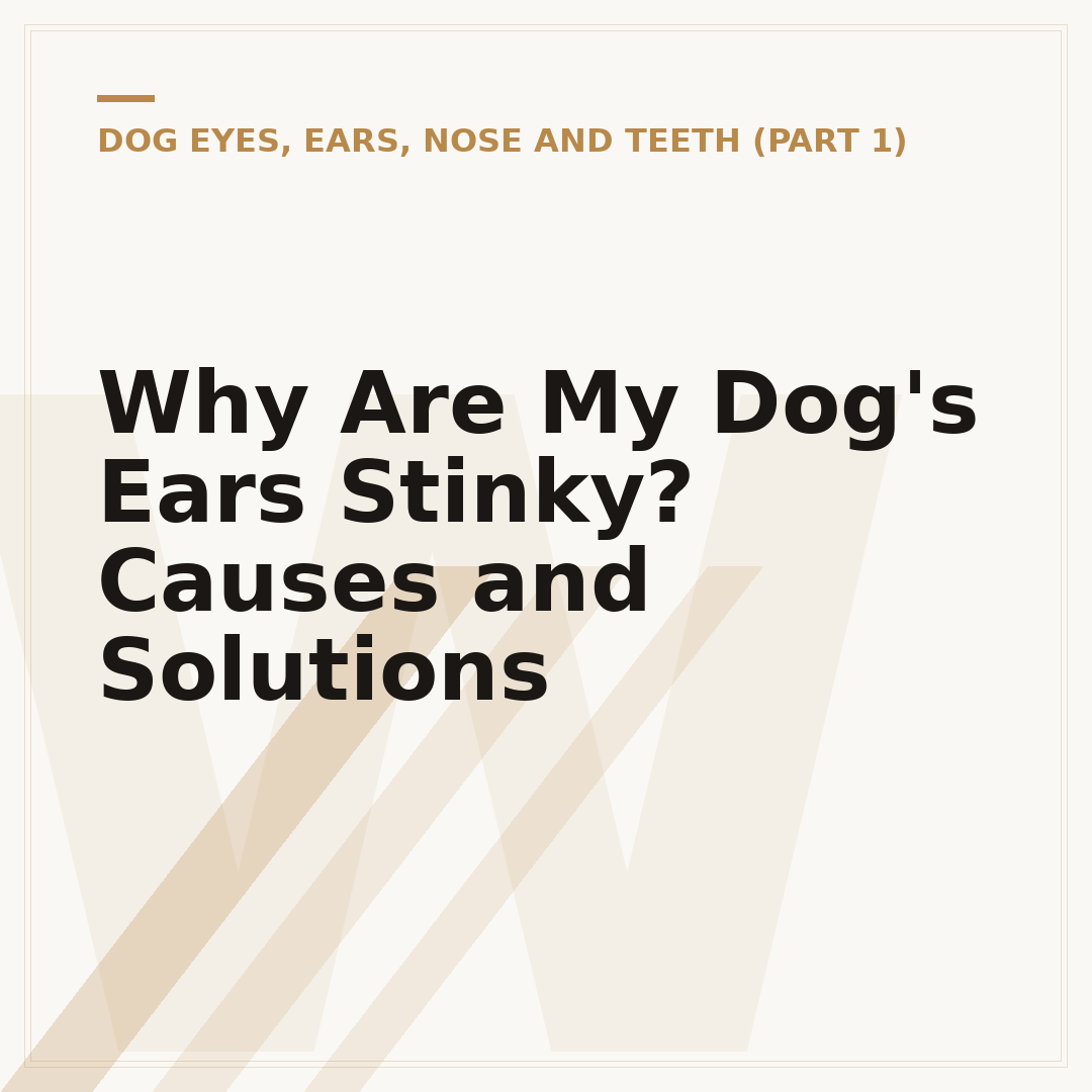 Why Are My Dog's Ears Stinky? Causes and Solutions