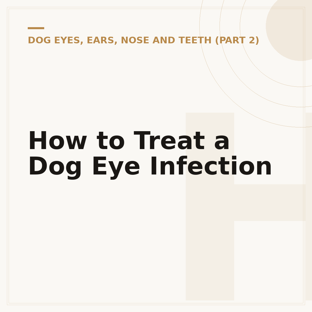 How to Treat a Dog Eye Infection