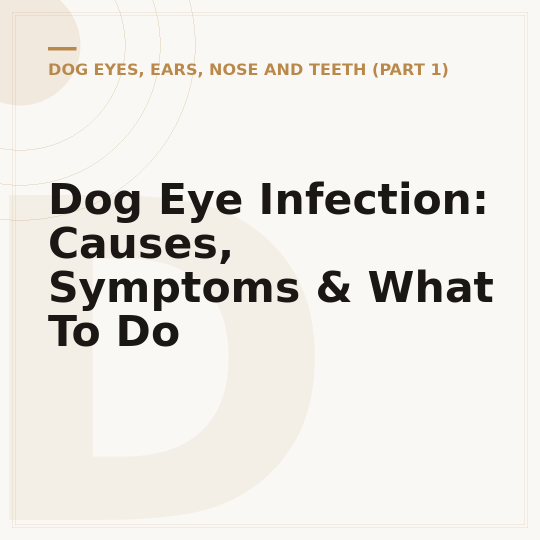 Dog Eye Infection: Causes, Symptoms & What To Do