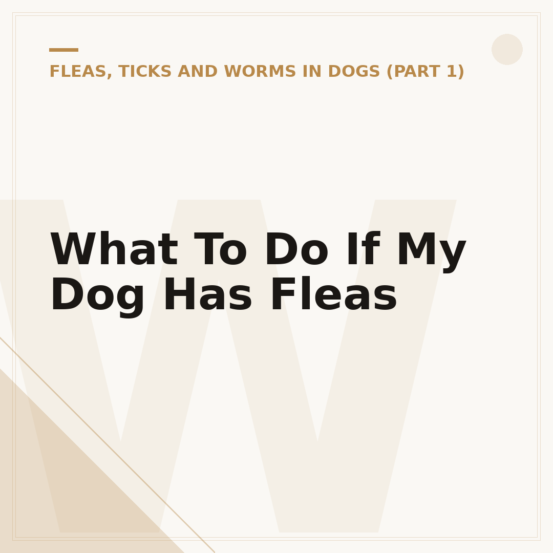 What To Do If My Dog Has Fleas