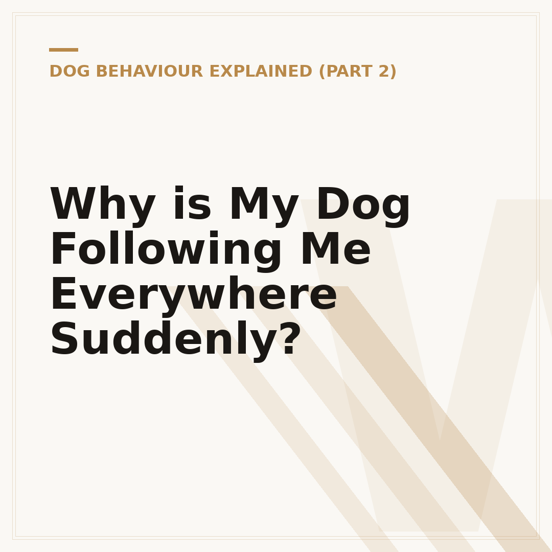 Why is My Dog Following Me Everywhere Suddenly?