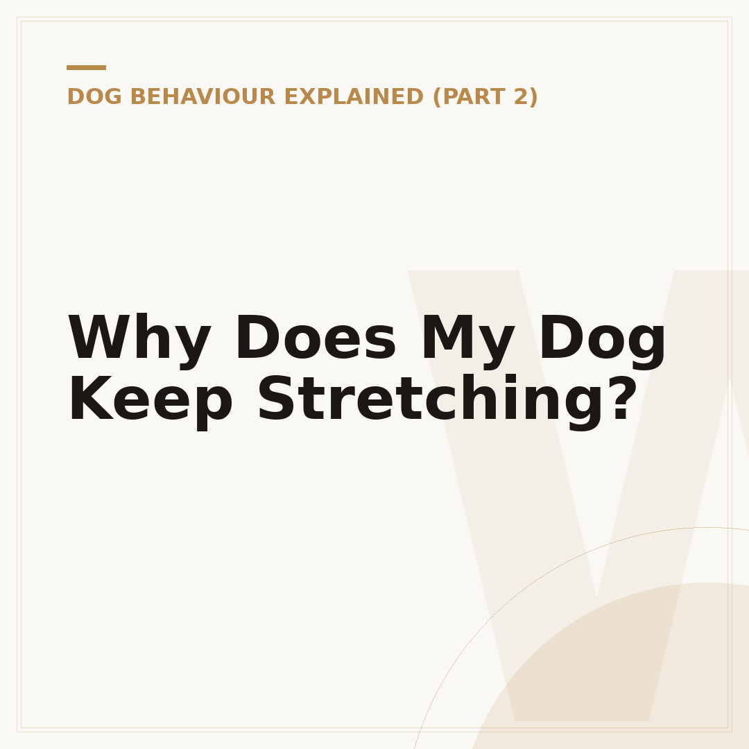 Why Does My Dog Keep Stretching?