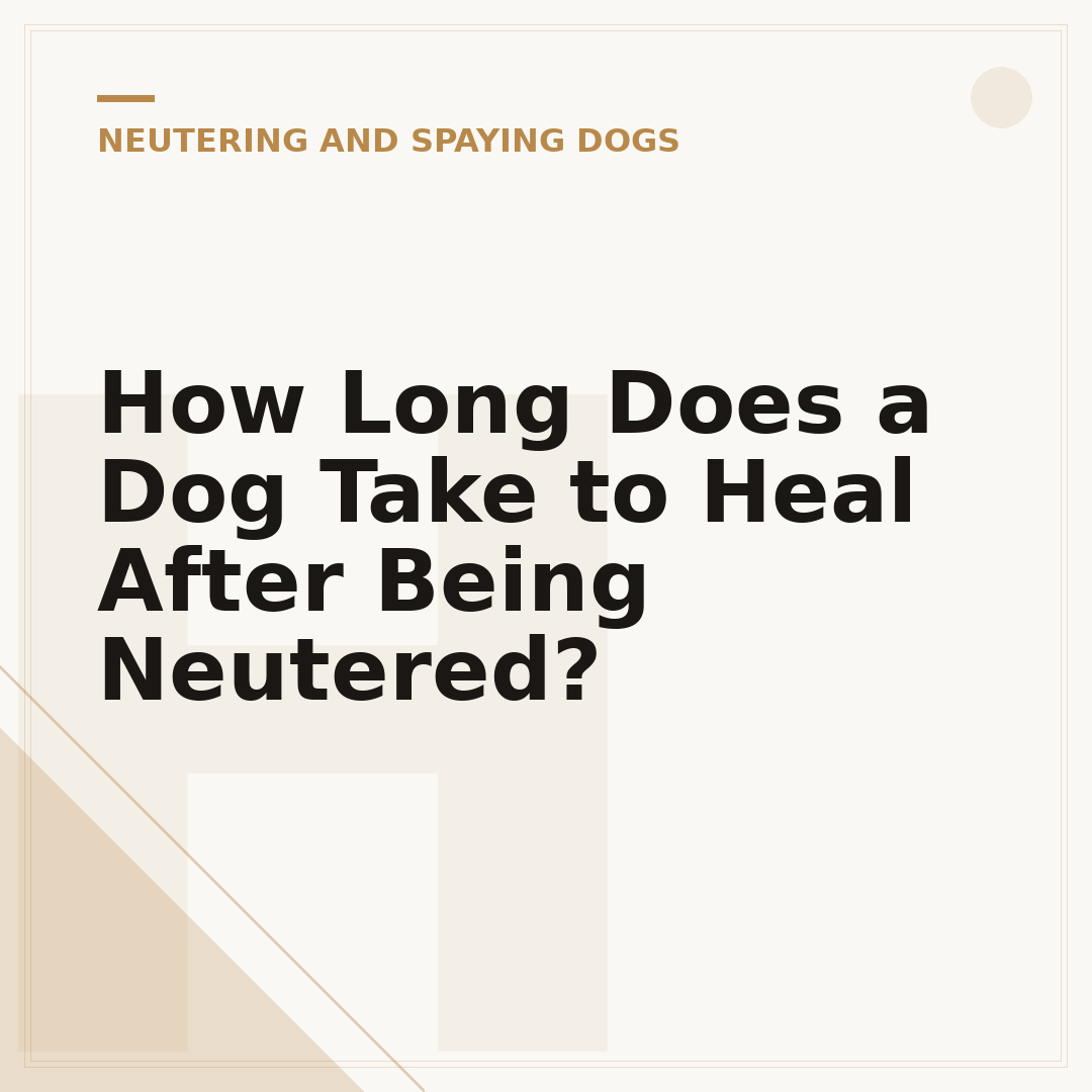 How Long Does a Dog Take to Heal After Being Neutered?