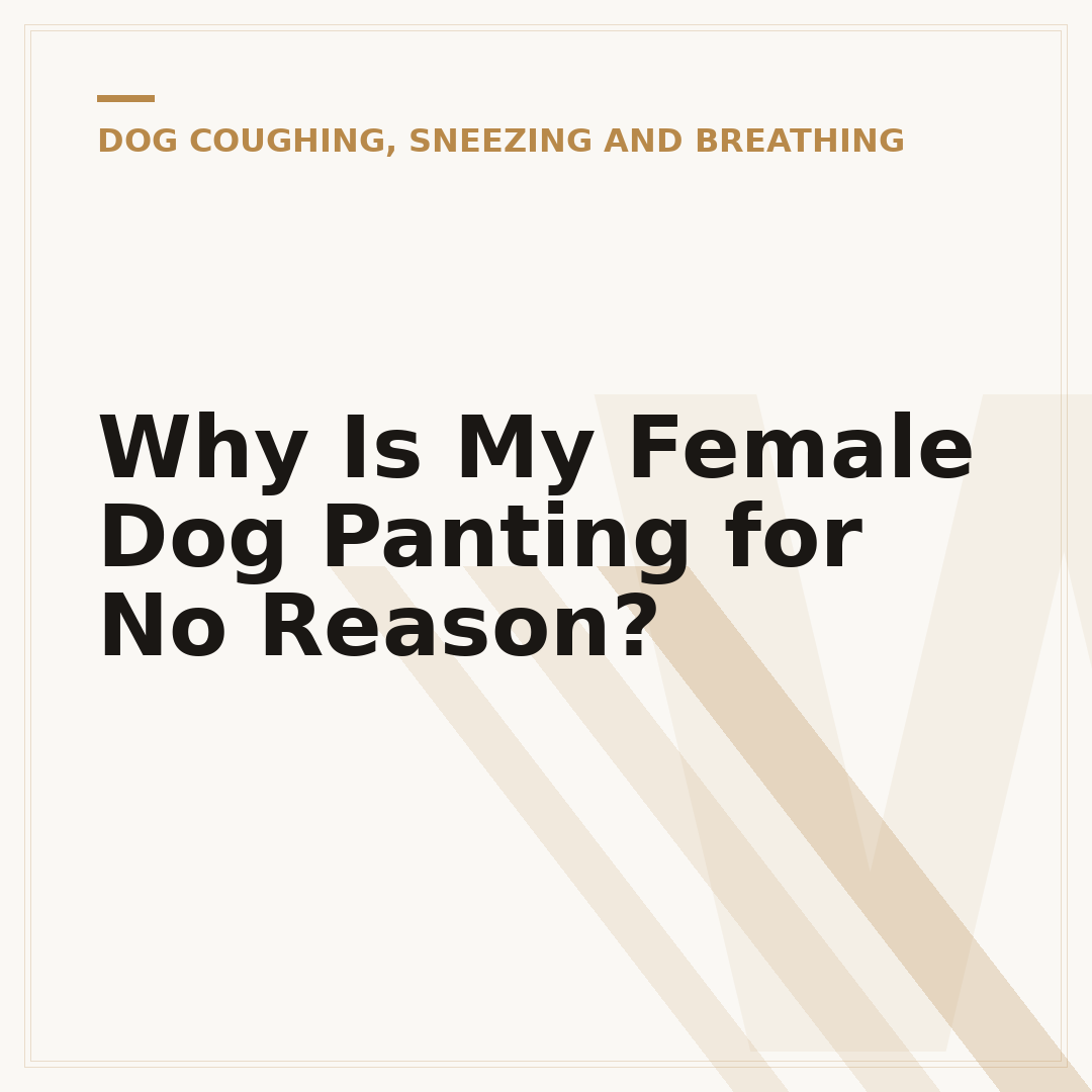 Why Is My Female Dog Panting for No Reason?