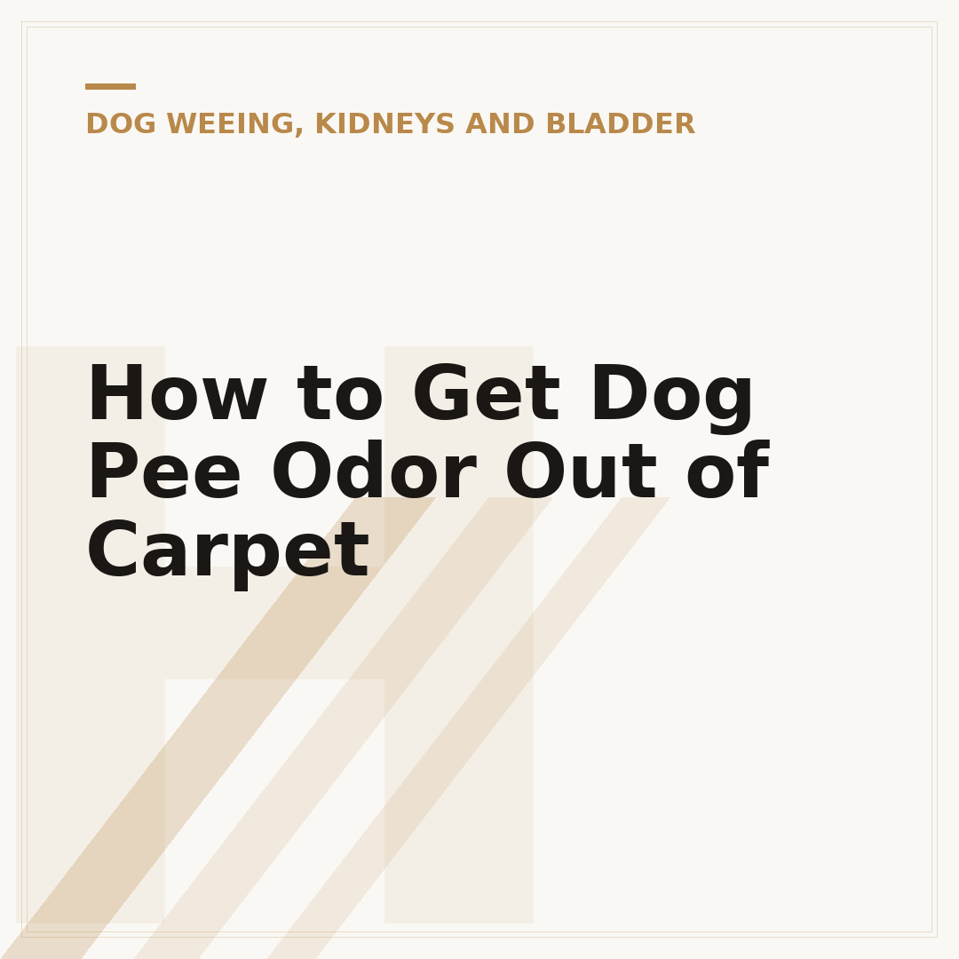 How to Get Dog Pee Odor Out of Carpet