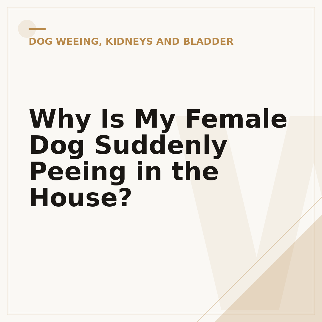 Why Is My Female Dog Suddenly Peeing in the House?