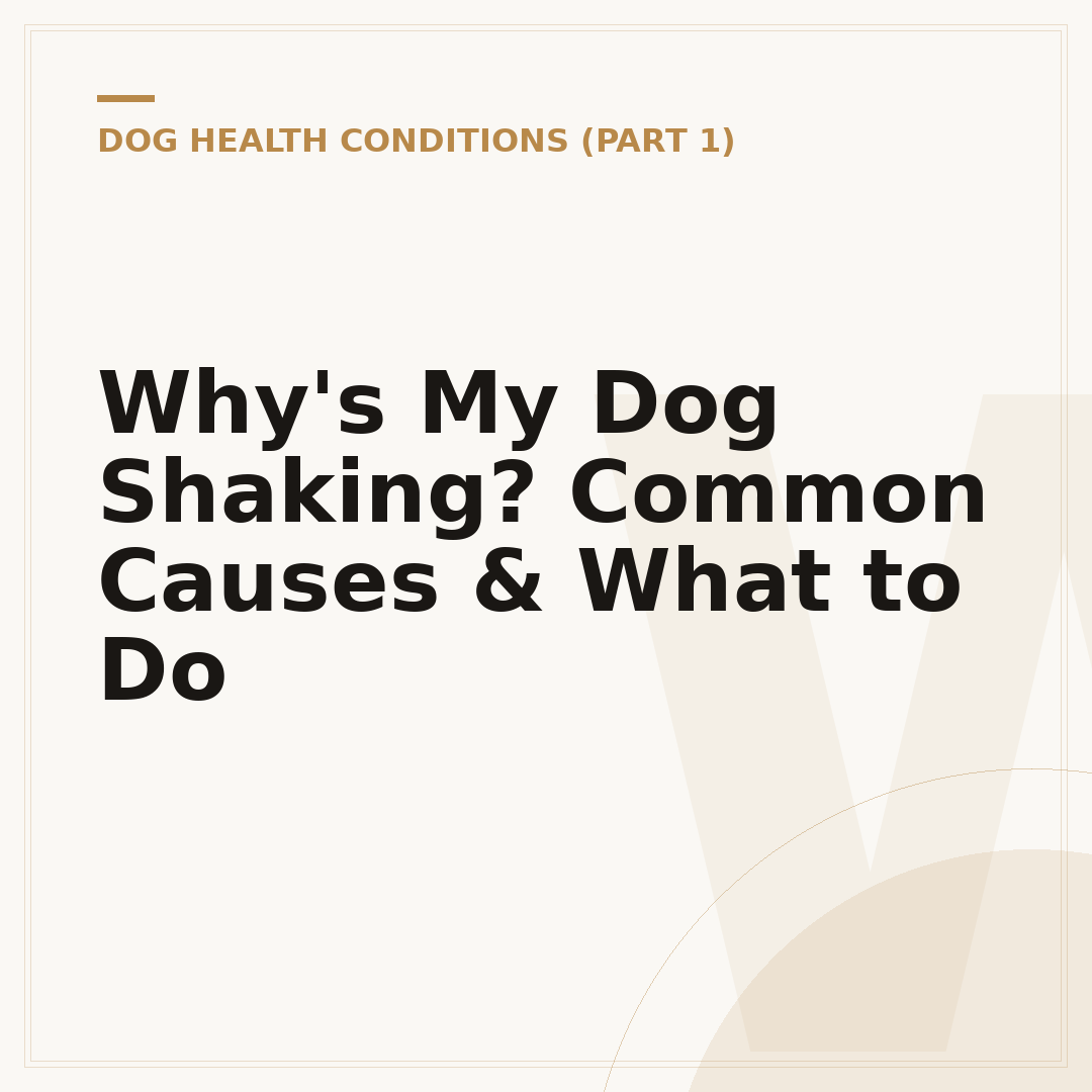 Why's My Dog Shaking? Common Causes & What to Do