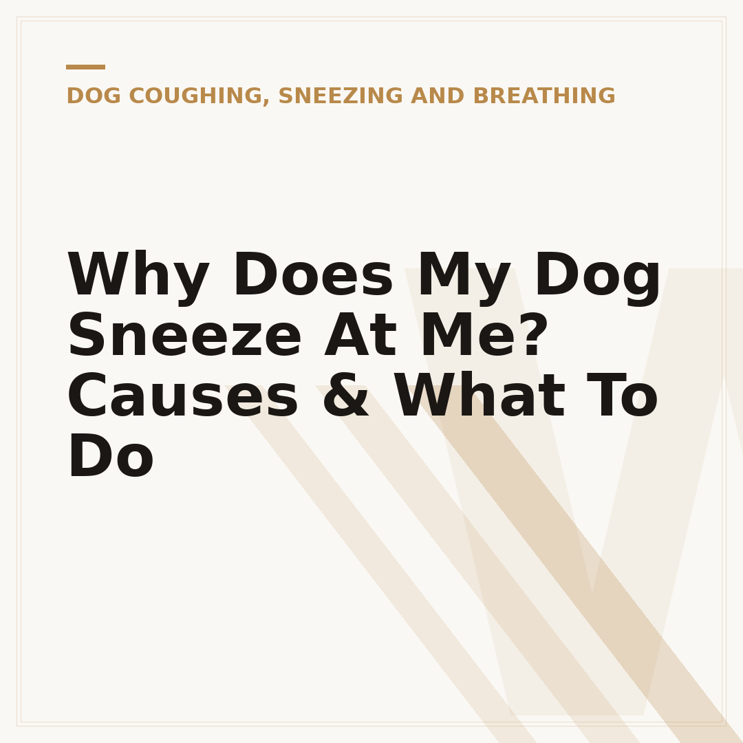 Why Does My Dog Sneeze At Me? Causes & What To Do