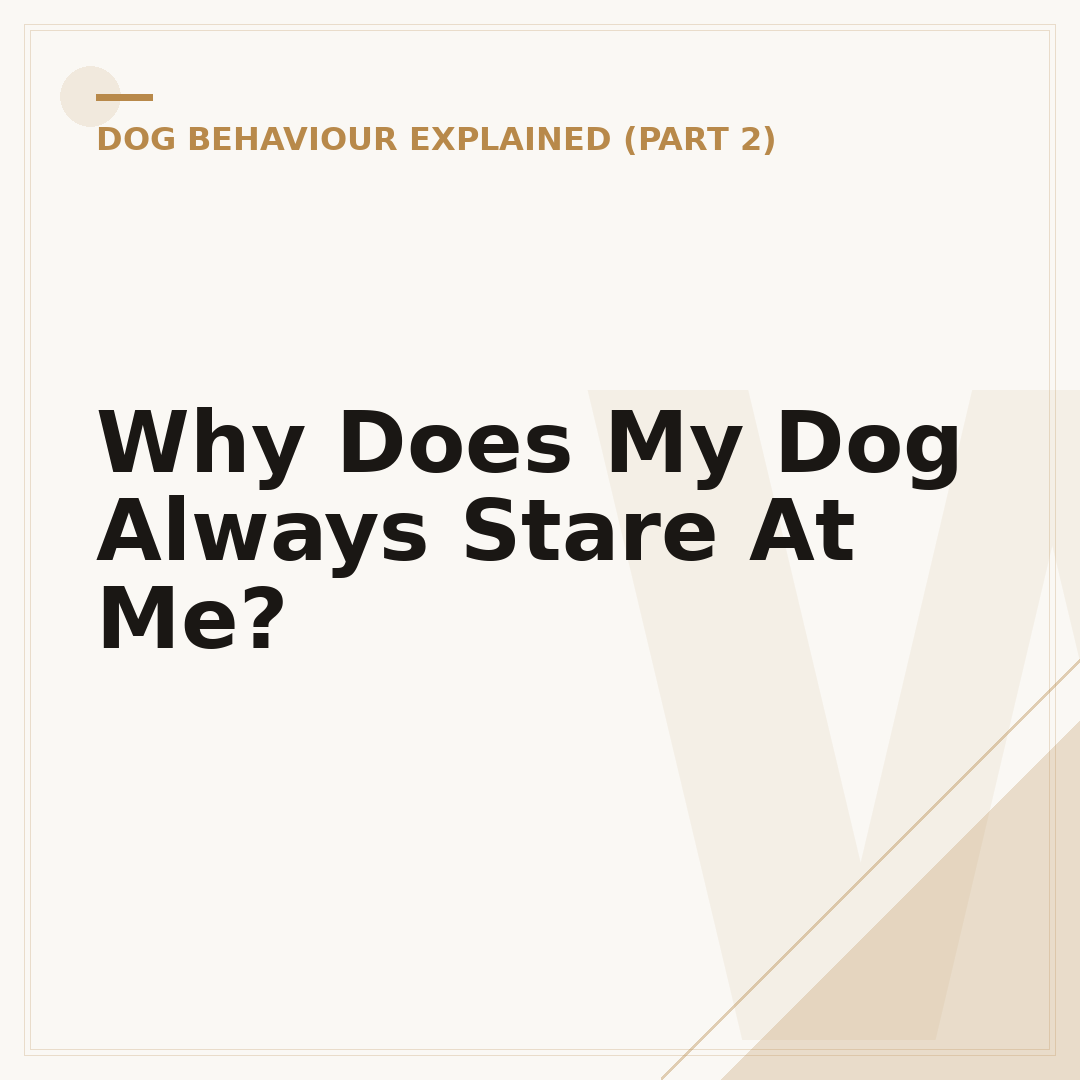 Why Does My Dog Always Stare At Me?