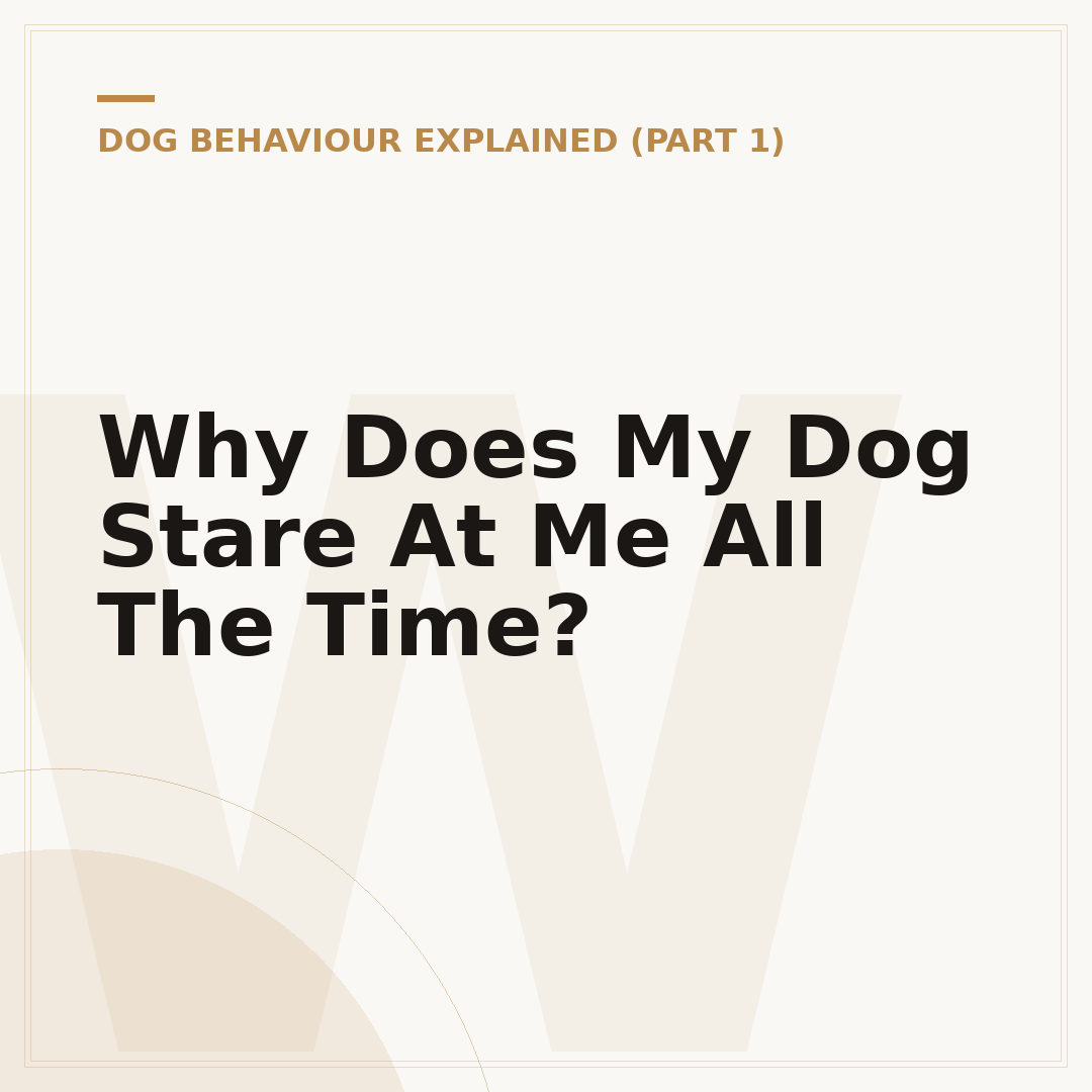 Why Does My Dog Stare At Me All The Time?