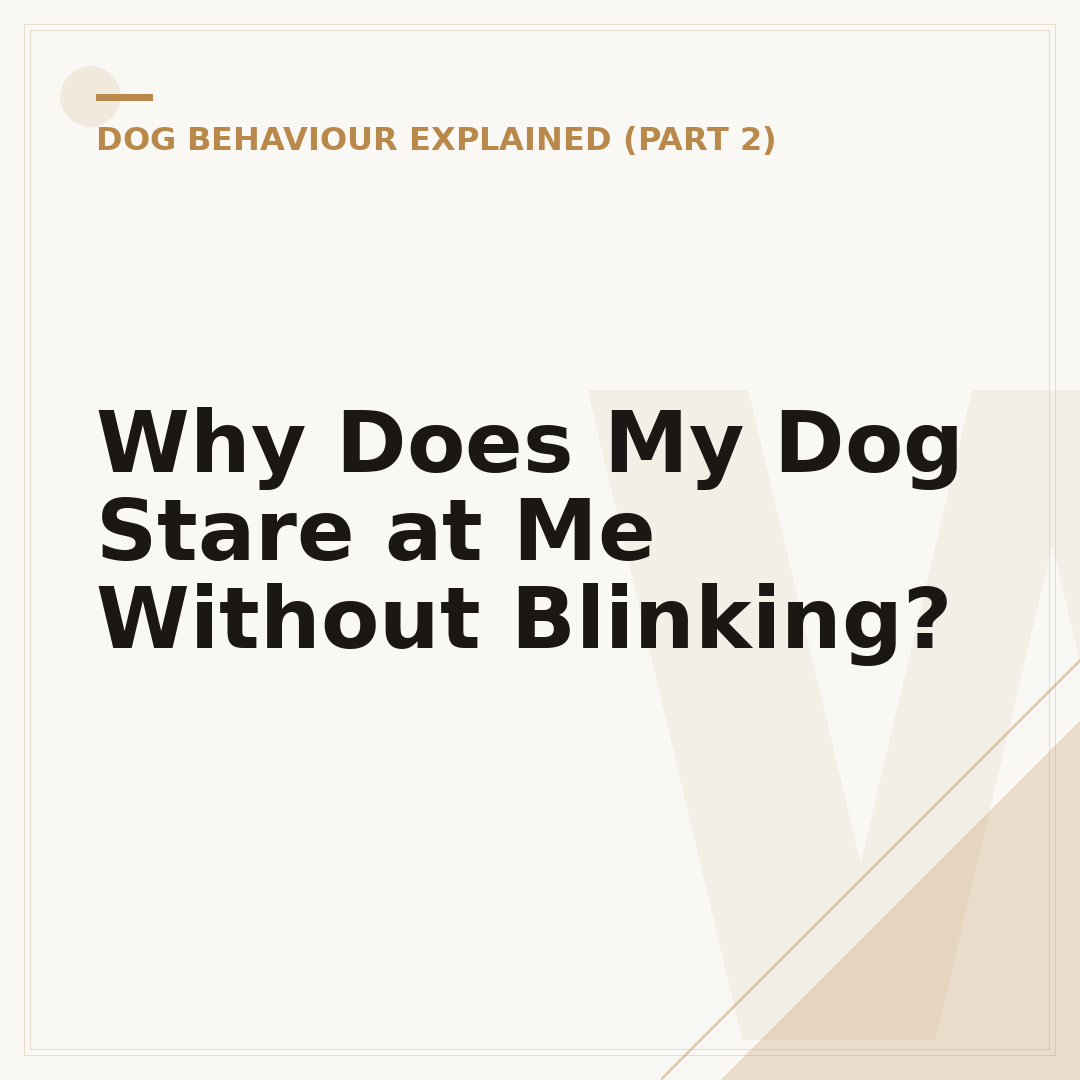Why Does My Dog Stare at Me Without Blinking?