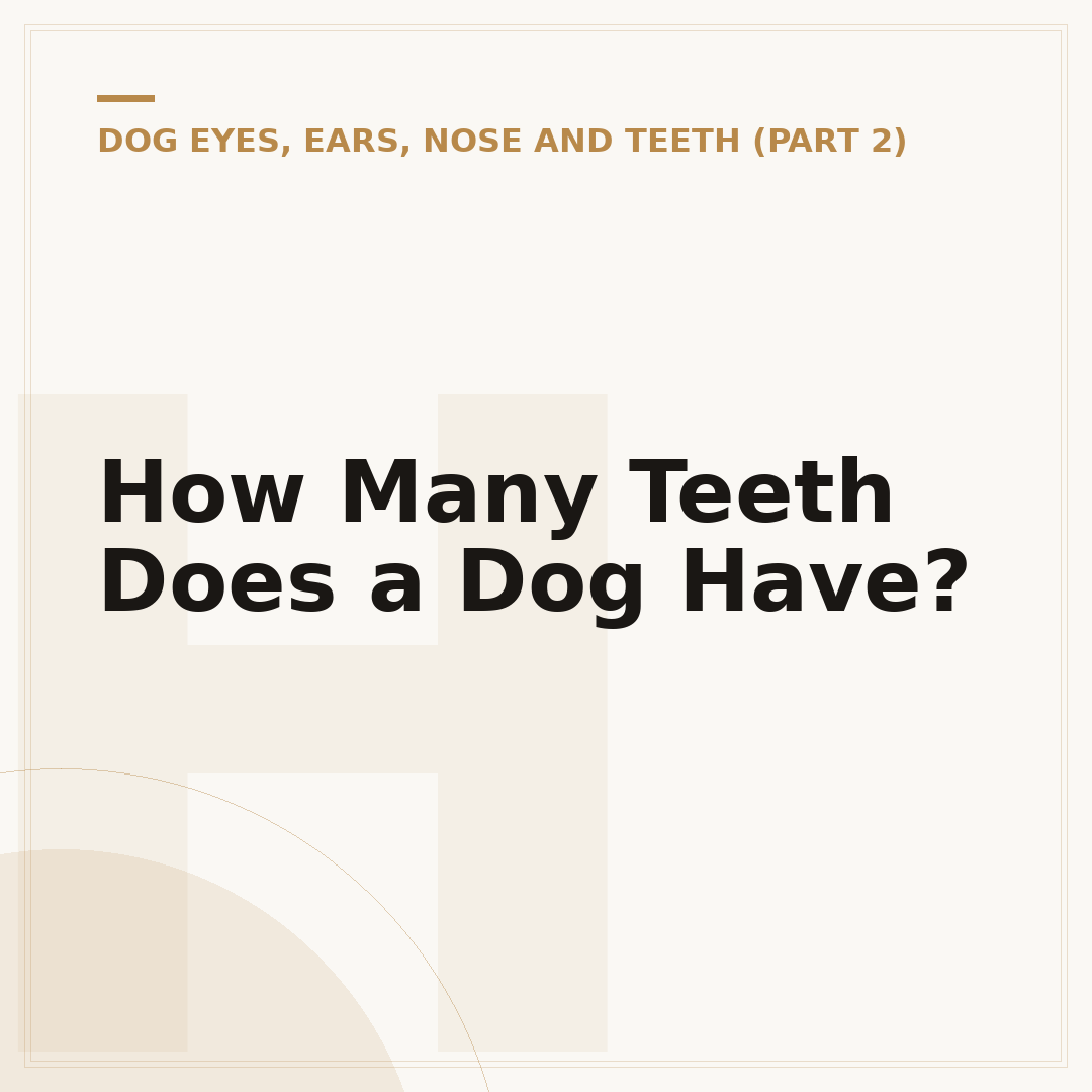 How Many Teeth Does a Dog Have?