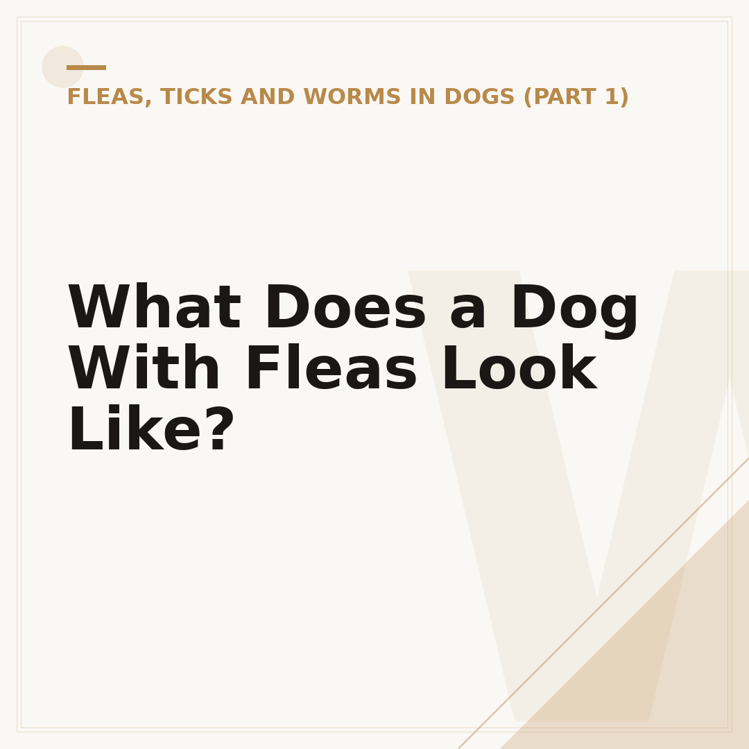 What Does a Dog With Fleas Look Like?