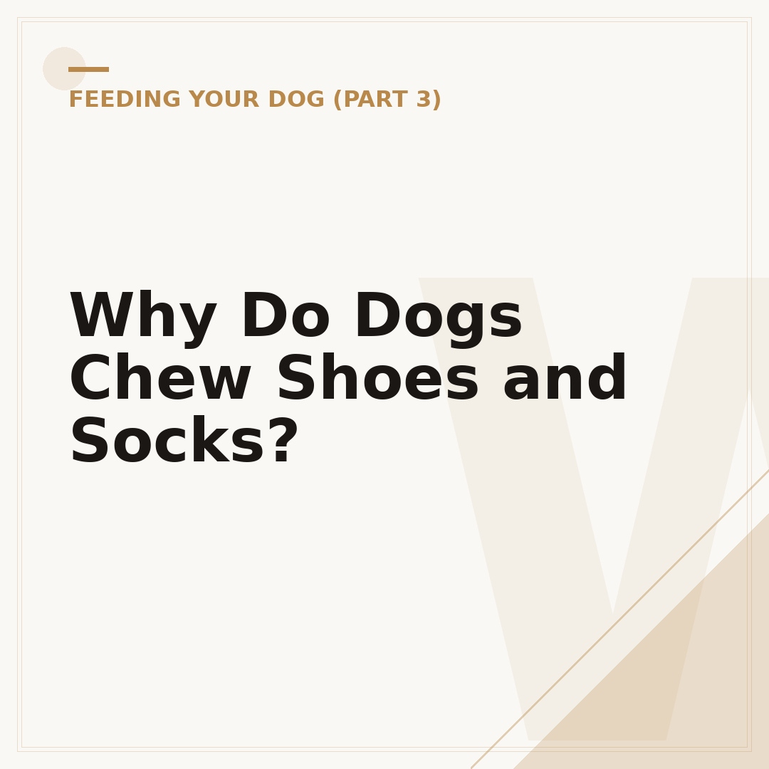 Why Do Dogs Chew Shoes and Socks?