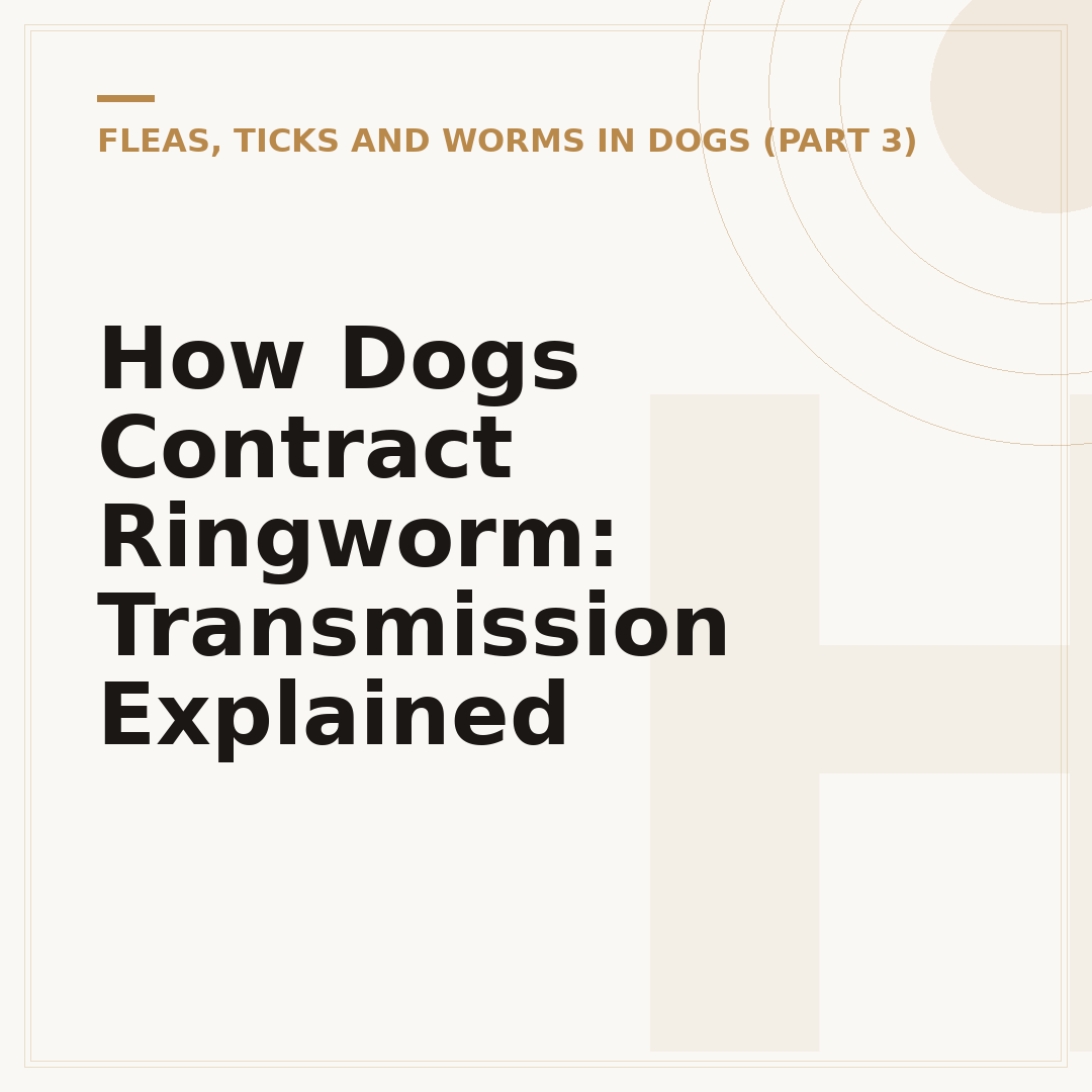 How Dogs Contract Ringworm: Transmission Explained