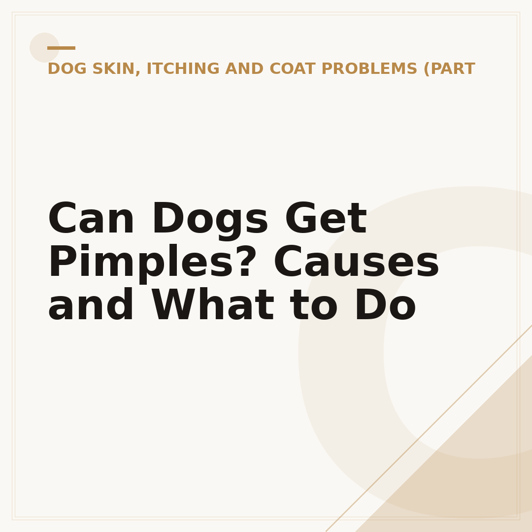 Can Dogs Get Pimples? Causes and What to Do