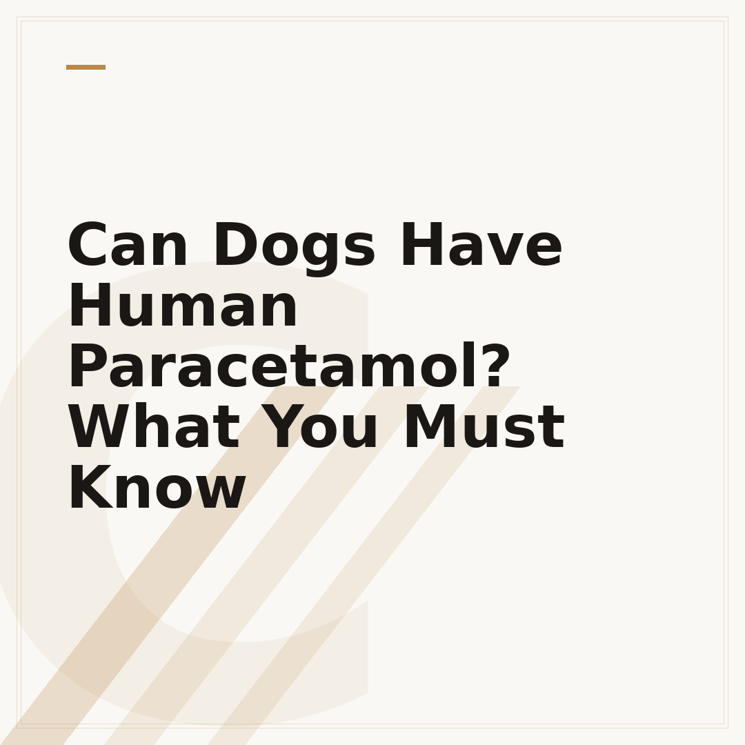Can Dogs Have Human Paracetamol? What You Must Know