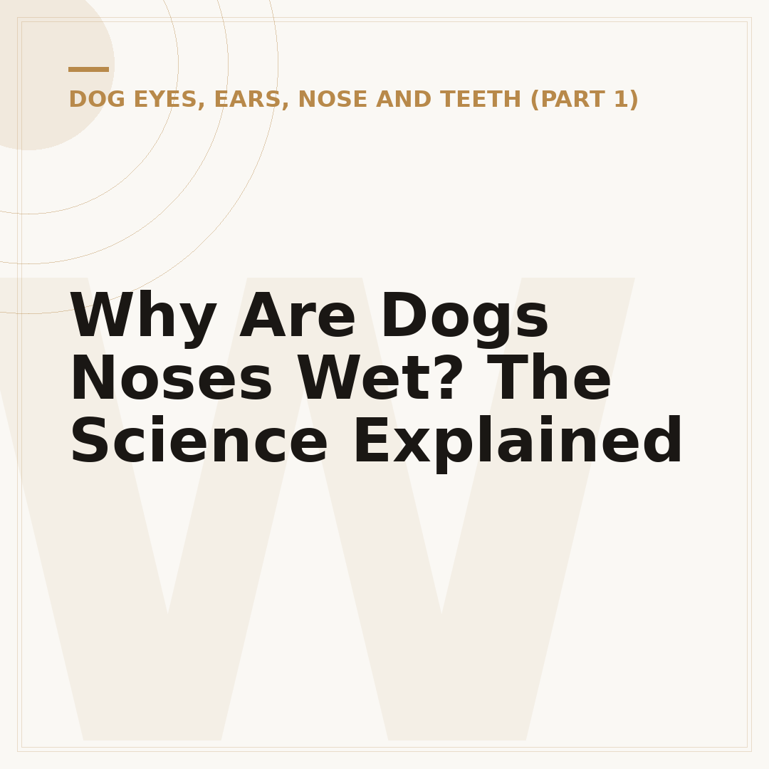 Why Are Dogs Noses Wet? The Science Explained